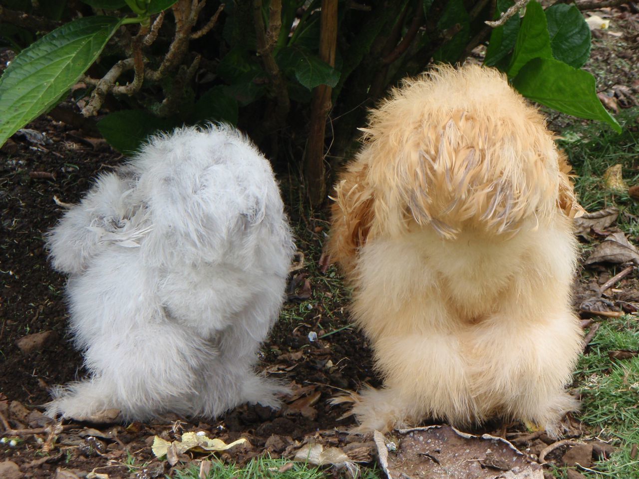 Aren't their fuzzy butts the cutest thing?