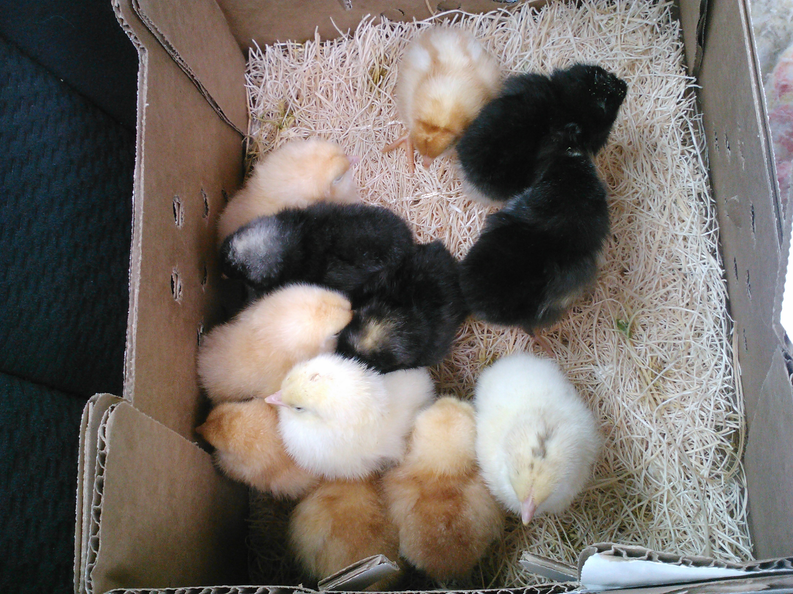 Aren't they just the cutest things you have ever seen at this age? There are 2 Buff Orpingtons, 4 golden Buffs, 2 barred Rocks, 2 Black Australorp and 2 Delawares.  I mixed it up this time around. I always had golden buffs before.