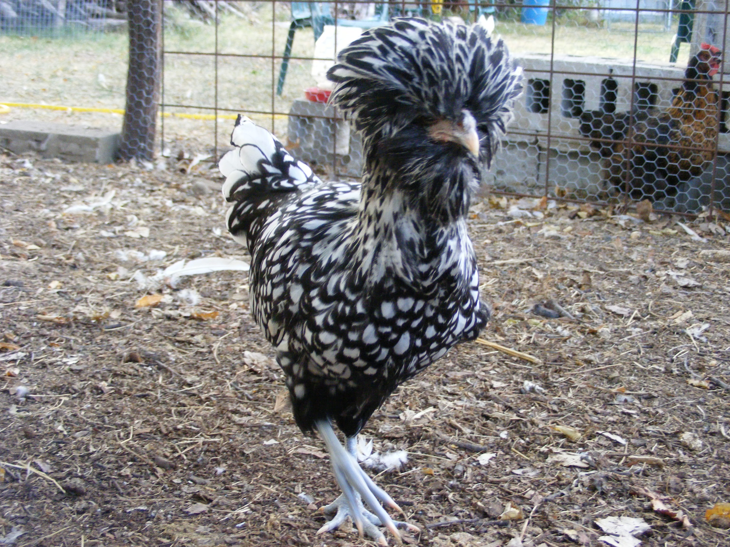 Aretha Chicken