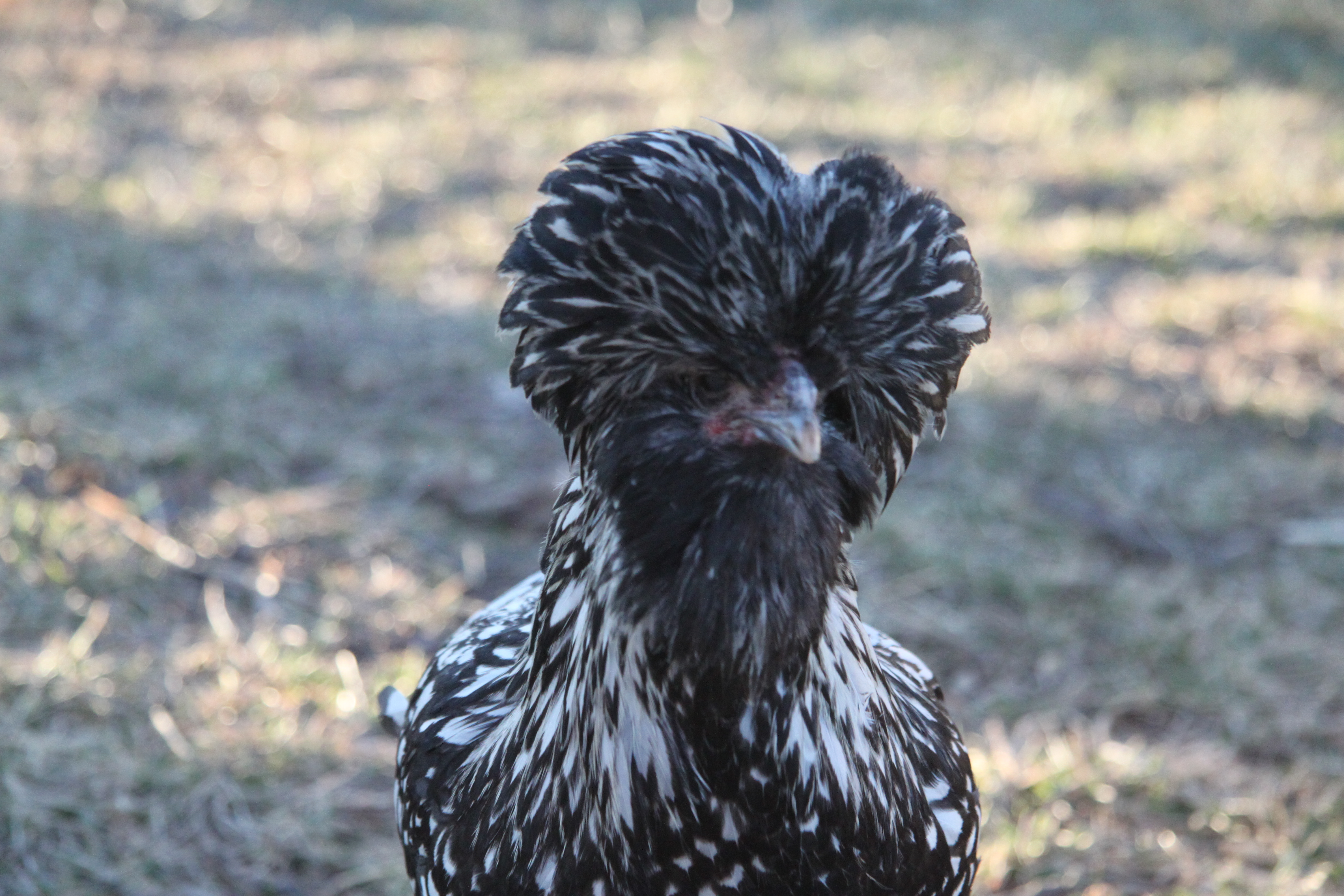 Aretha Chicken