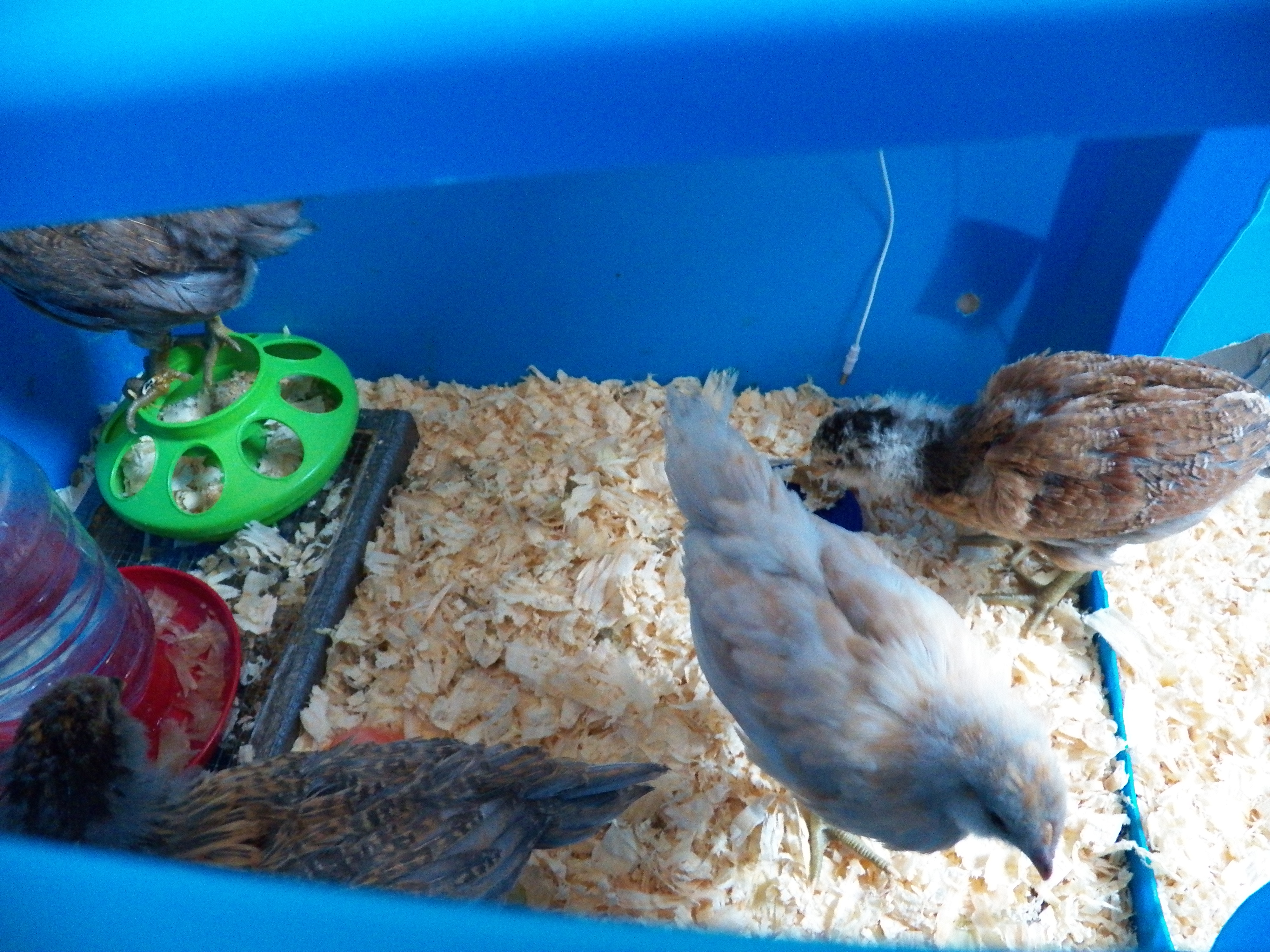 Aretha front, Lily middle and Tiggywinkle back