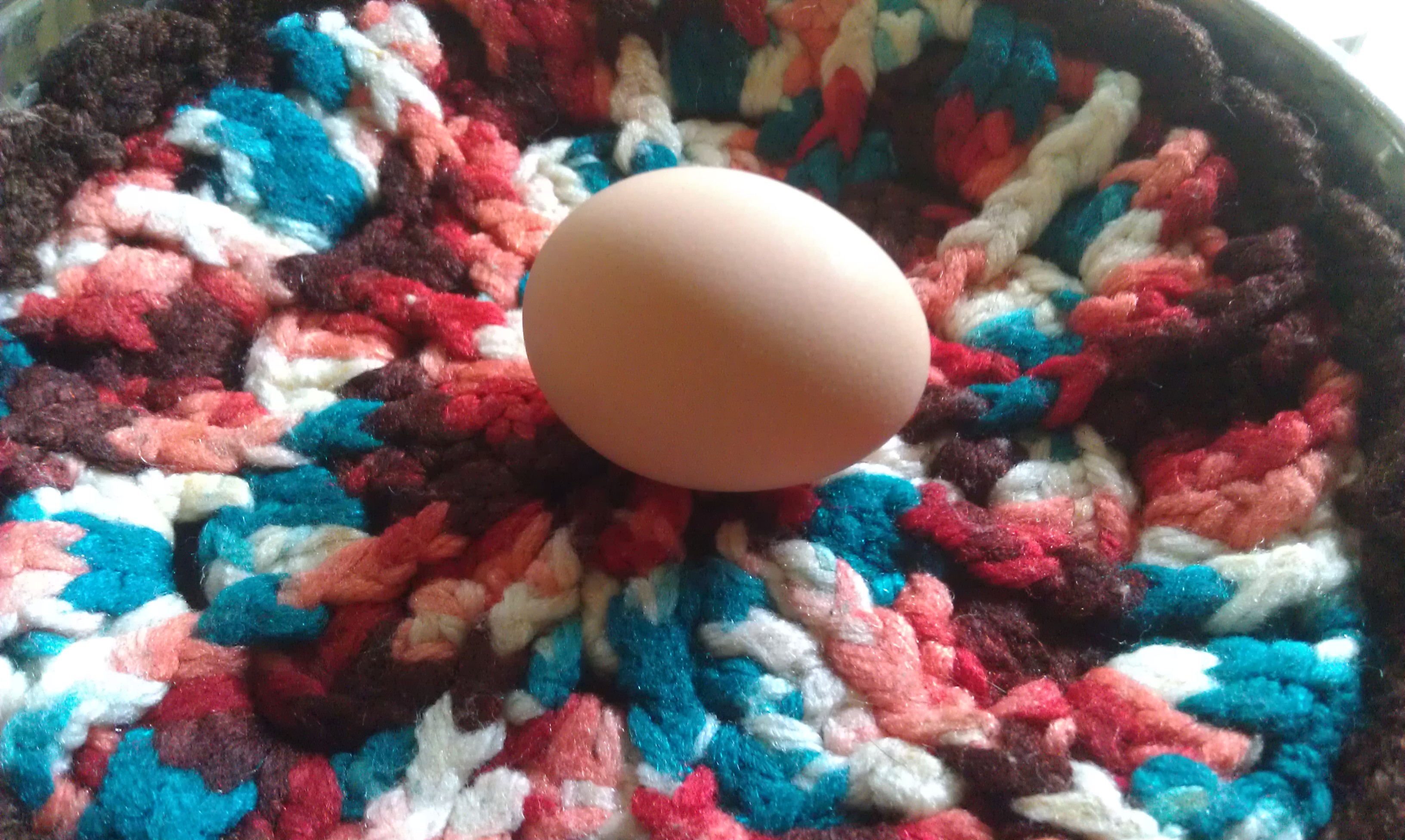 Aretha's first egg!  3/21/12 (Black Australorp laid this at 25 weeks old.)