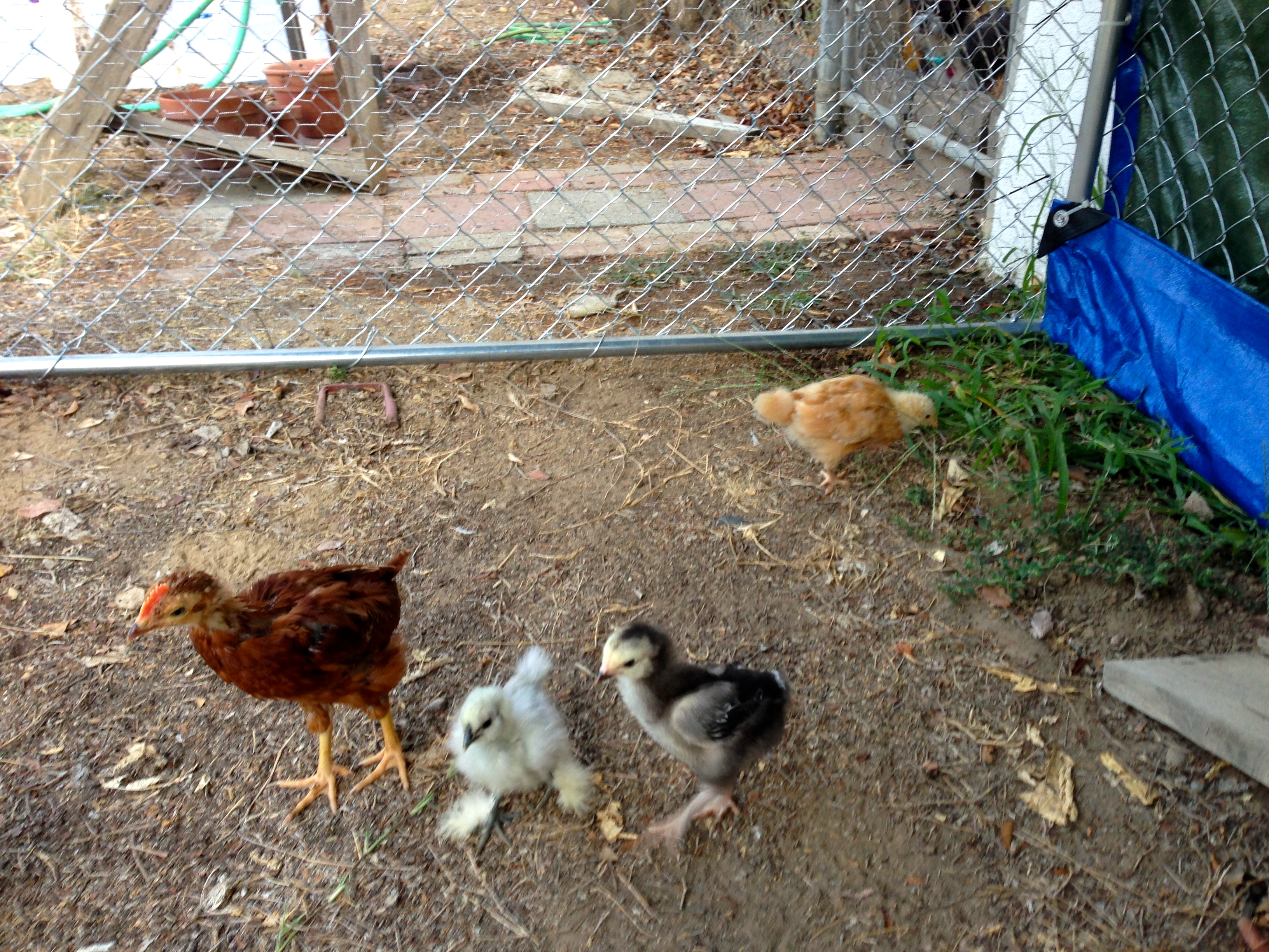 Ariel- 4 1/2 weeks, Snow White, Aurora, Cinderella- 3 1/2 weeks
First day in the outside coop