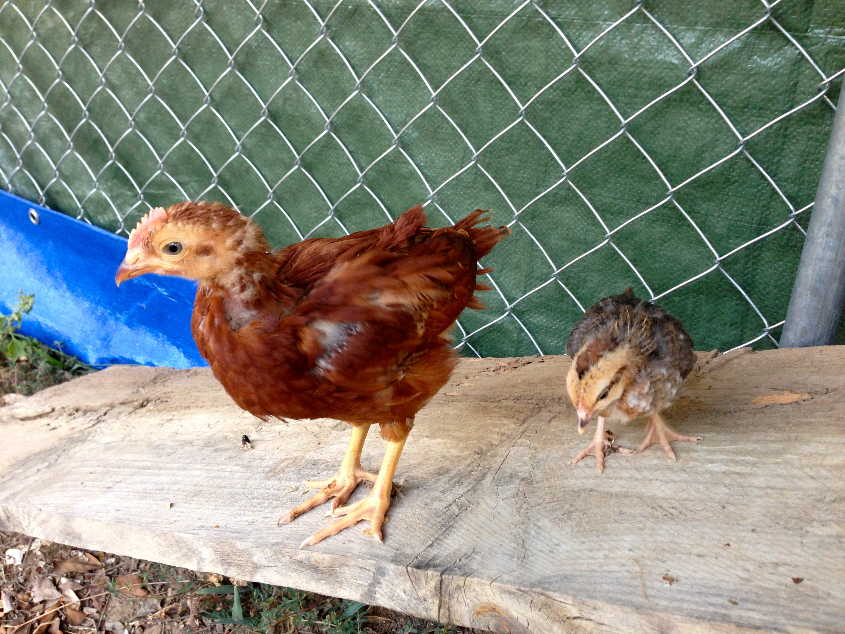 Ariel and Tinkerbell- 4 1/2 weeks