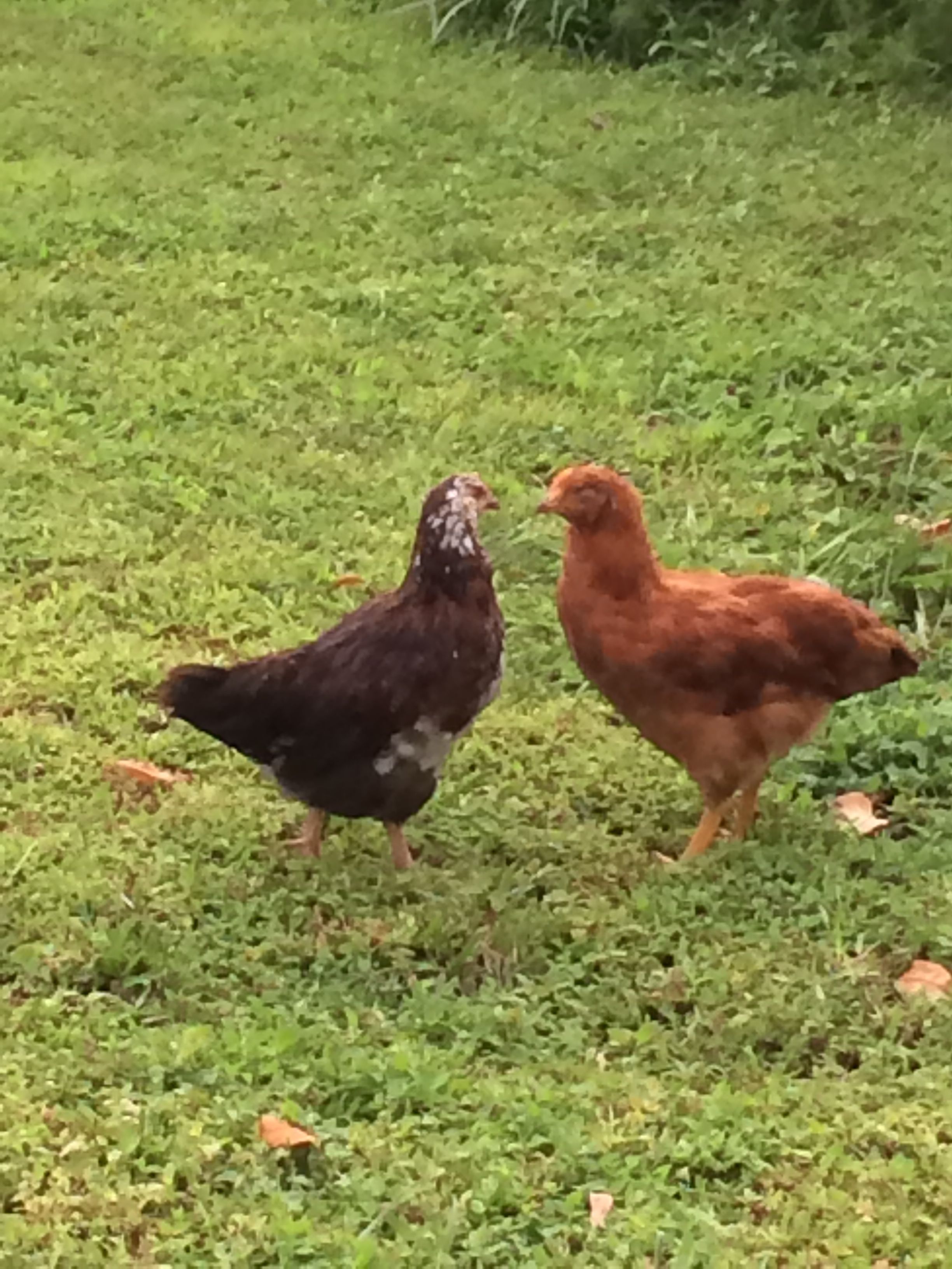 Ariel (speckled Sussex) and Lucile Ball (not sure what she is) 9 week olds having a face off. Just a stare down nothing ugly.