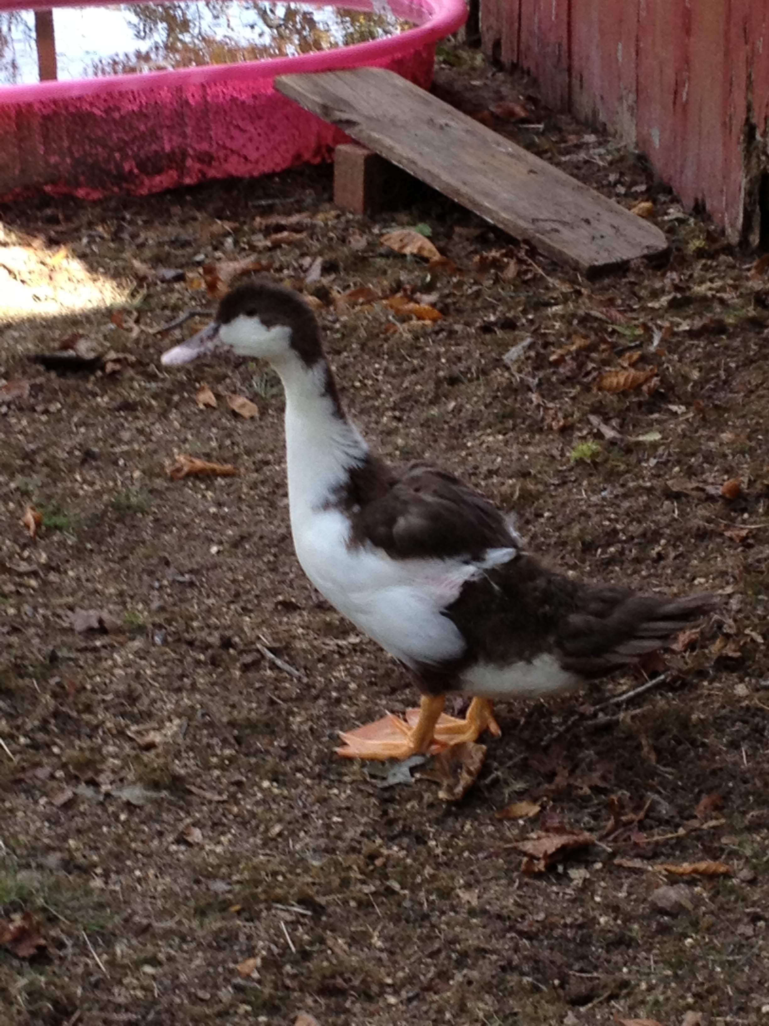 Ariel the duck!