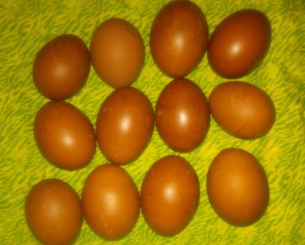 Arielle Eggs