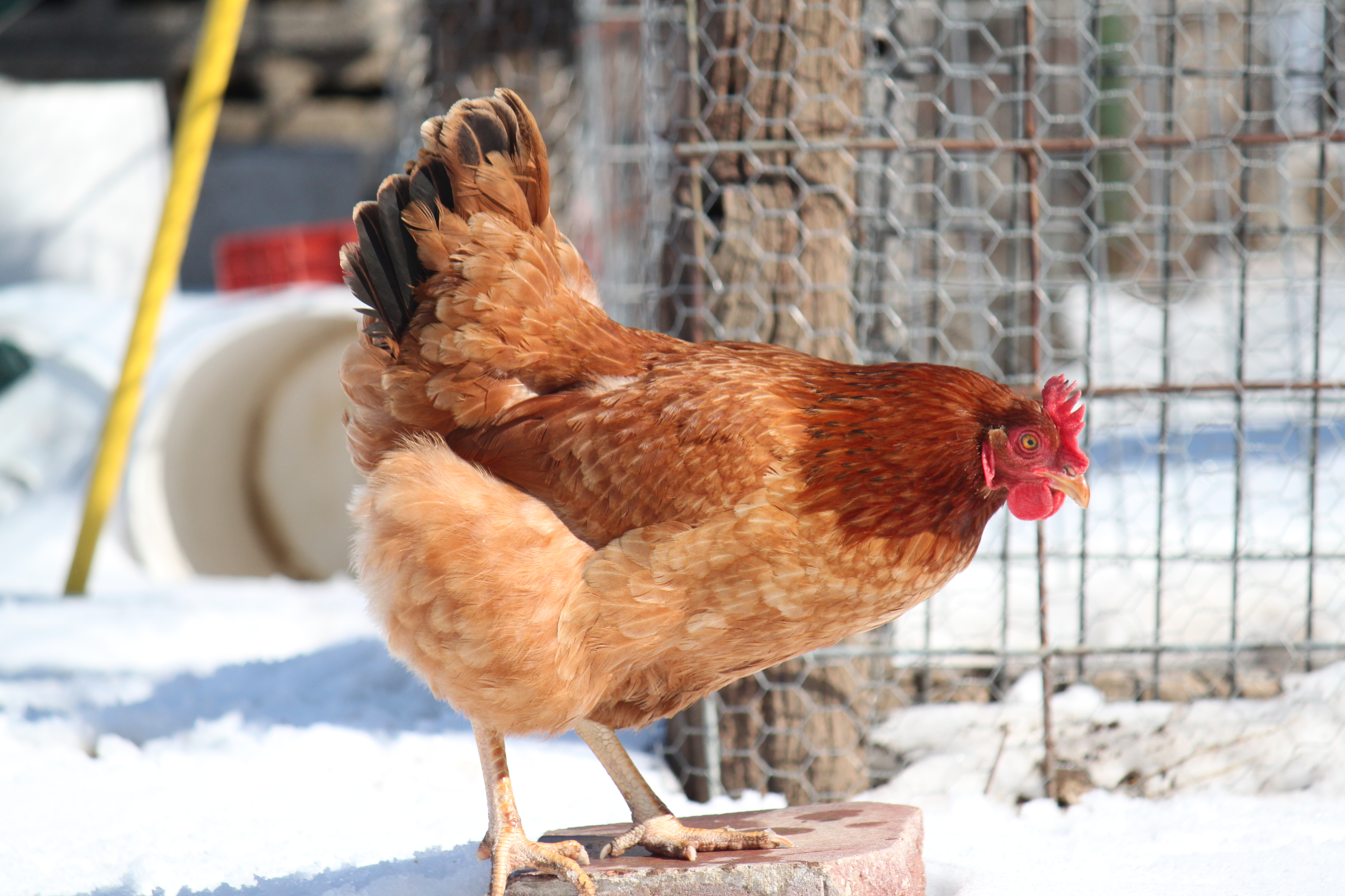 Arizona is not impressed by the snow.