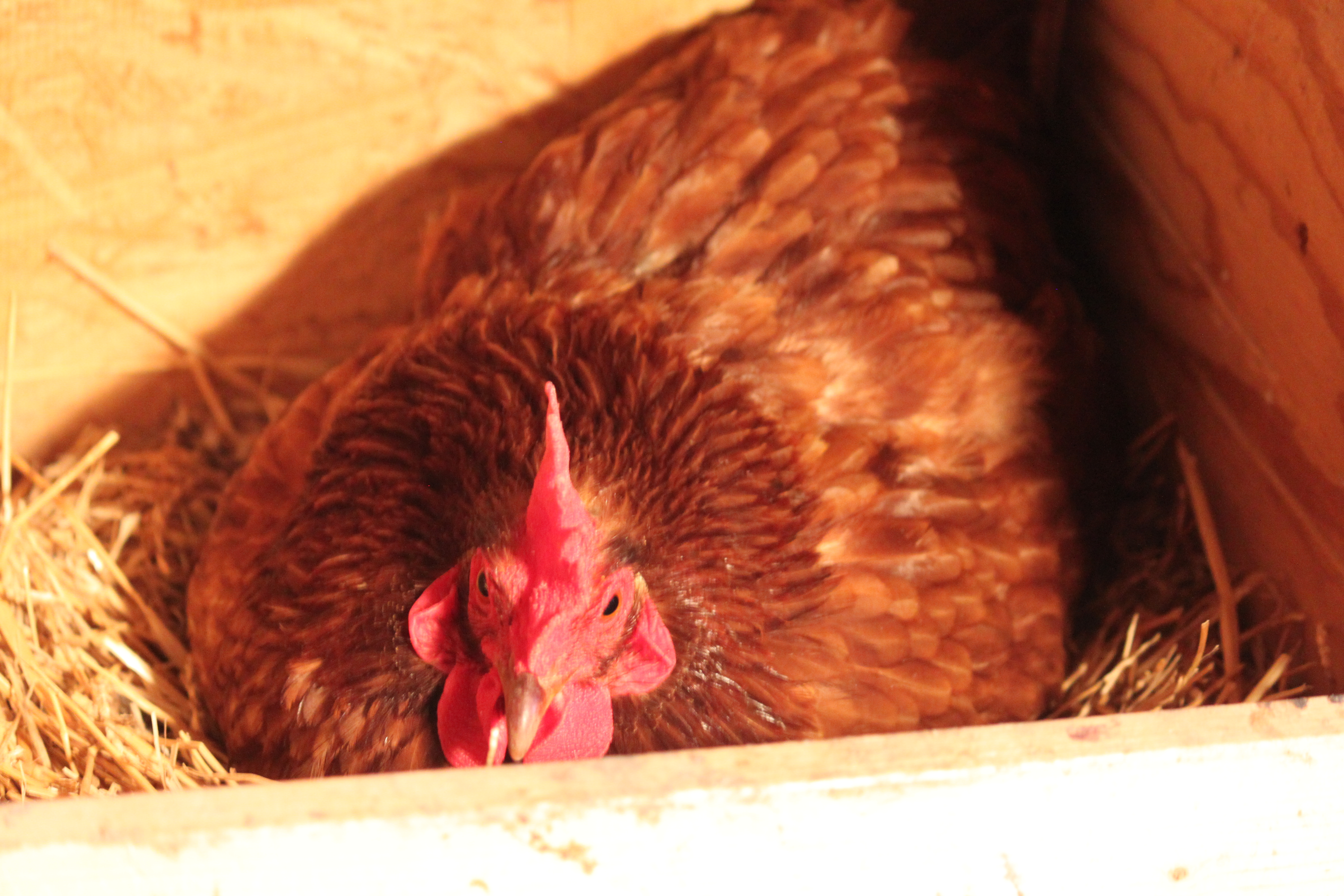 Arizona's deathstare