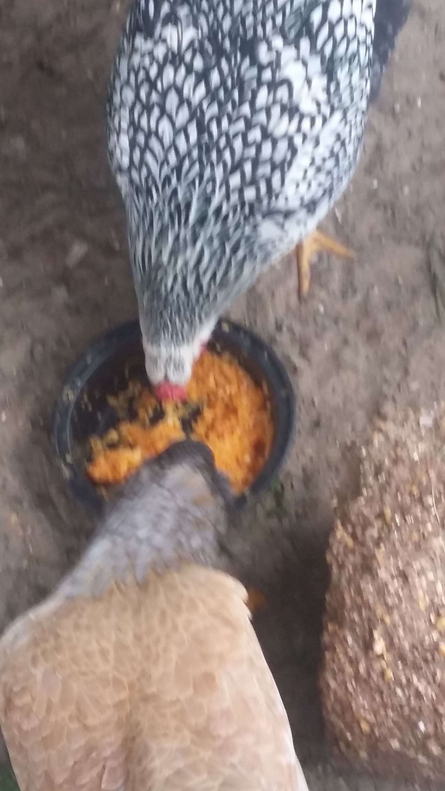 Arlene and Nugget sharing some pumpkin, this is rare for them to be sharing
