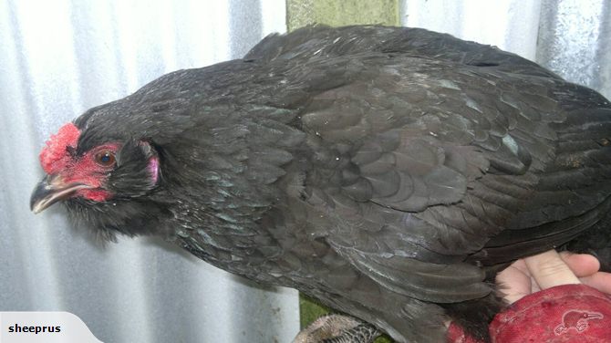 Arriettie is a leghorn x Americana mother with a Americana father she is 24 wks old and has very pretty blue ear lobes.