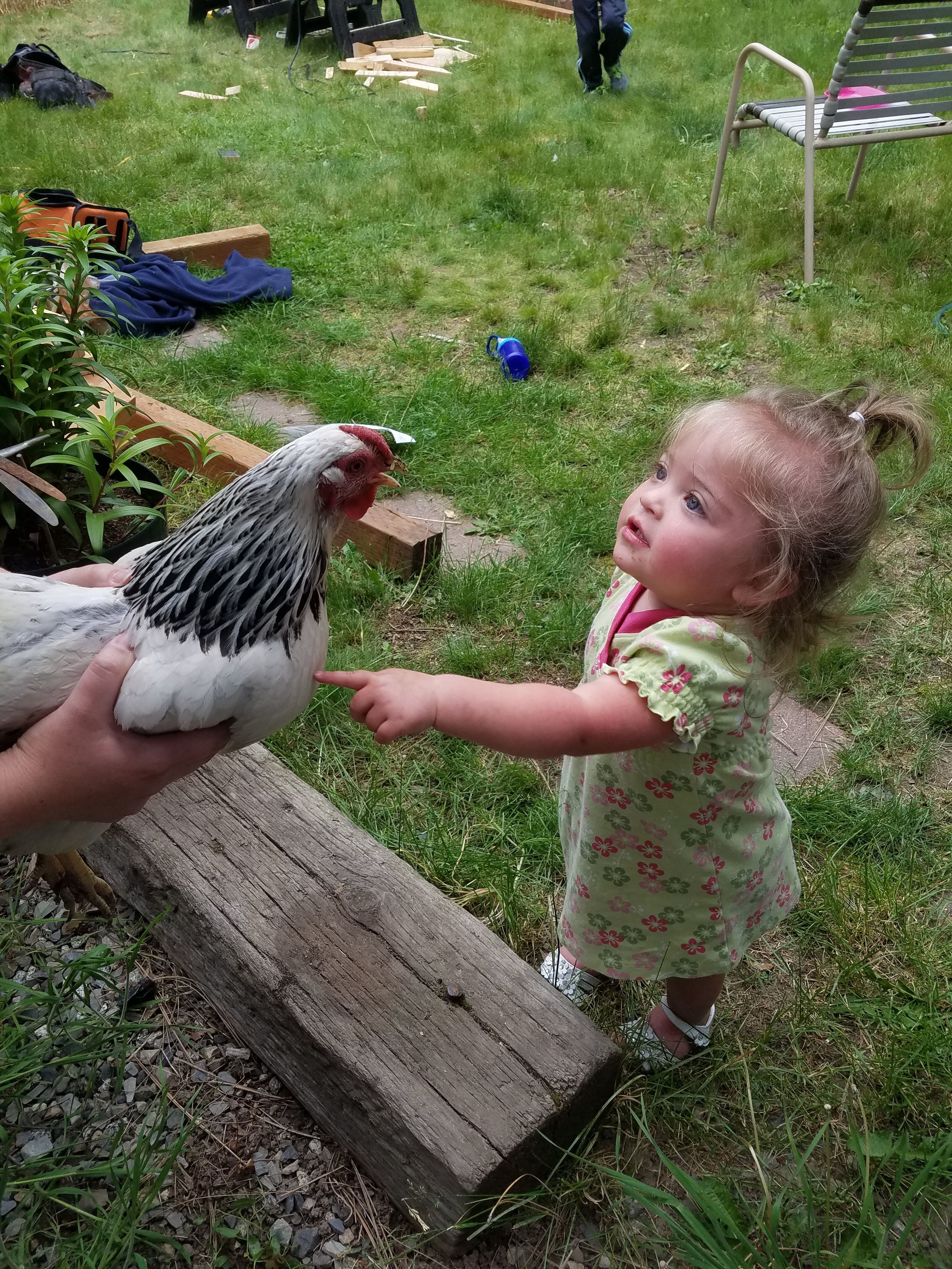 Arrival day! Granddaughters first experience with chickens.