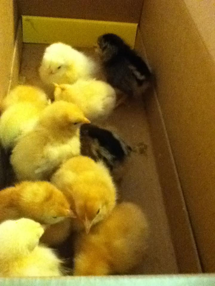 arrived at home on May19, 2012...so cute