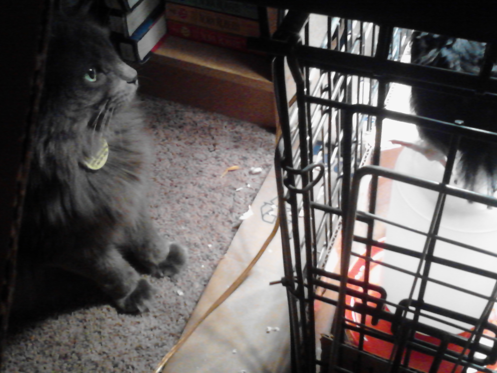 Artemis made friends with Dumpling, who enjoys roosting atop the waterer.