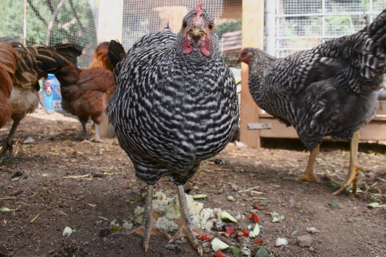 Arthur - yes, a lady chicken named Arthur.