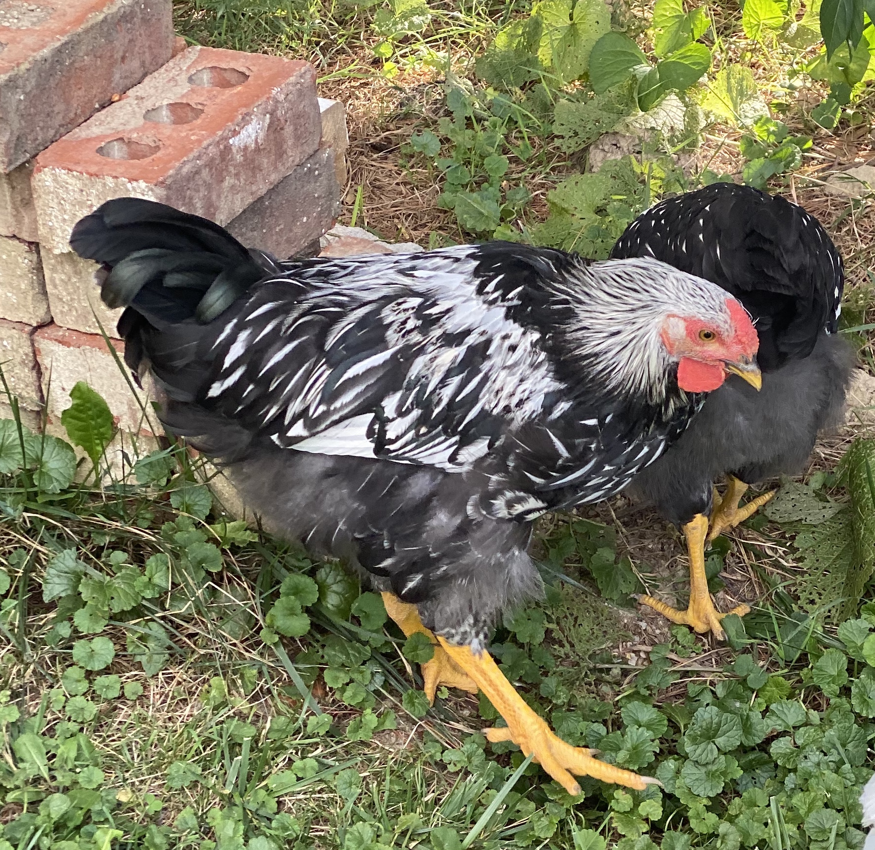 Arthur BackYard Chickens Learn How to Raise Chickens