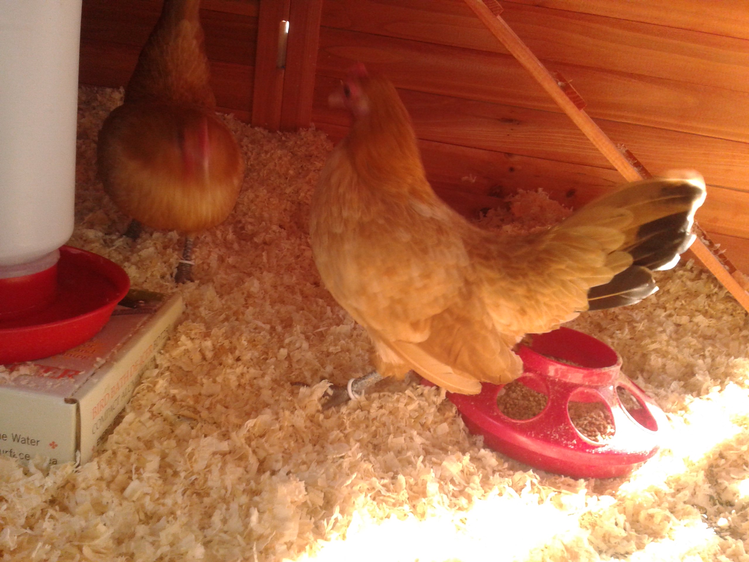 Arwen in front and Eowyn behind.