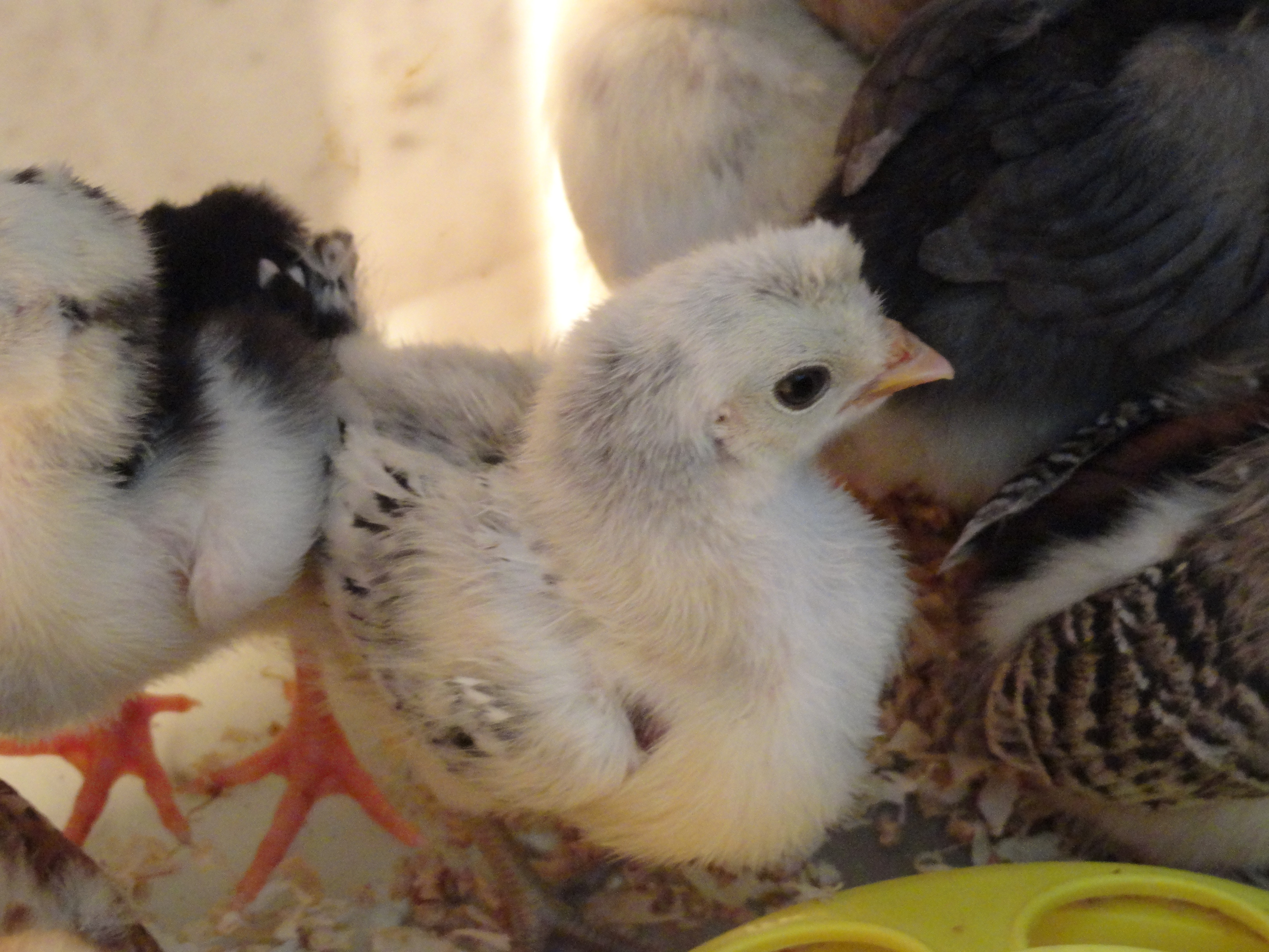 AS chick