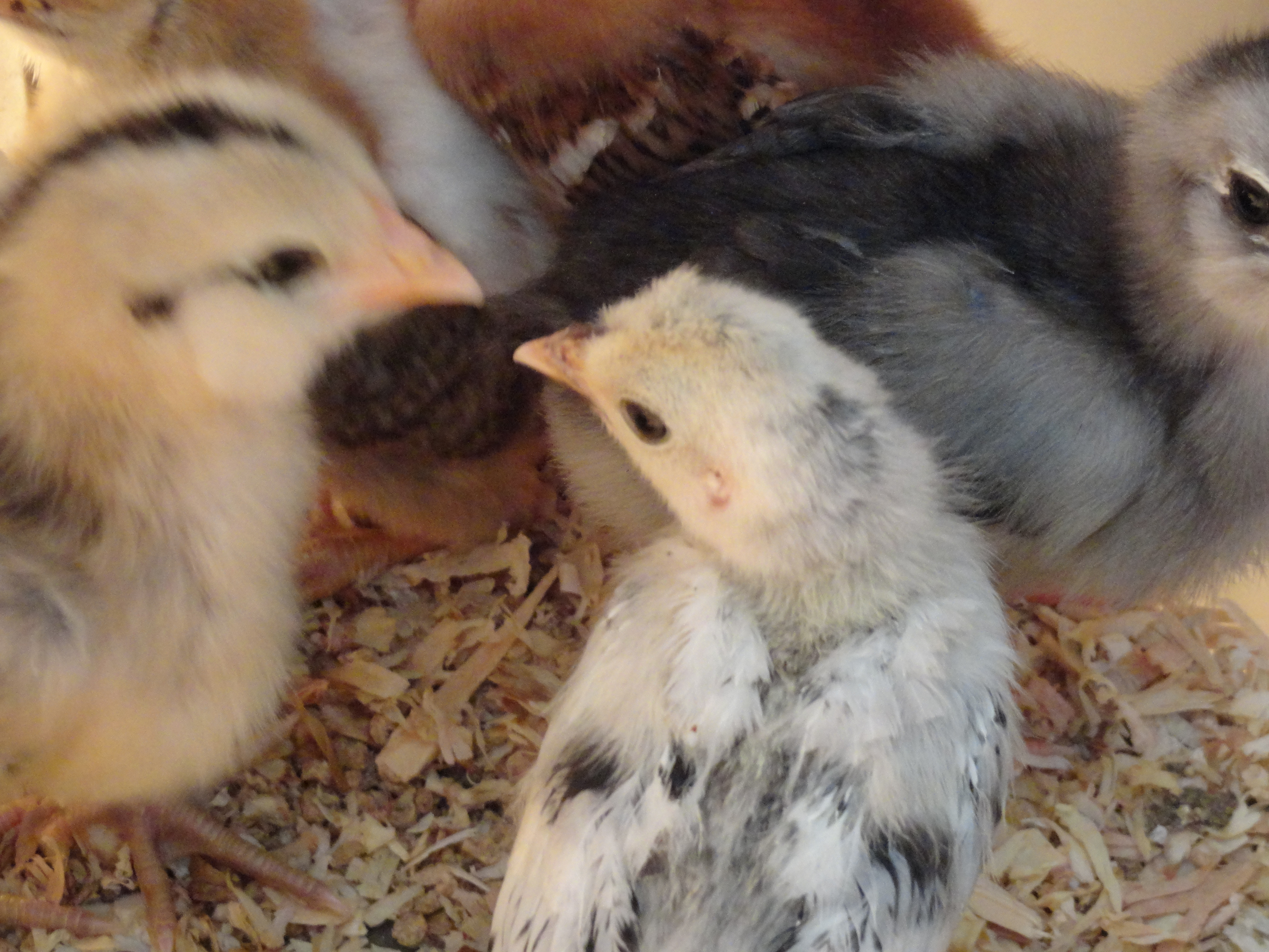 AS chick