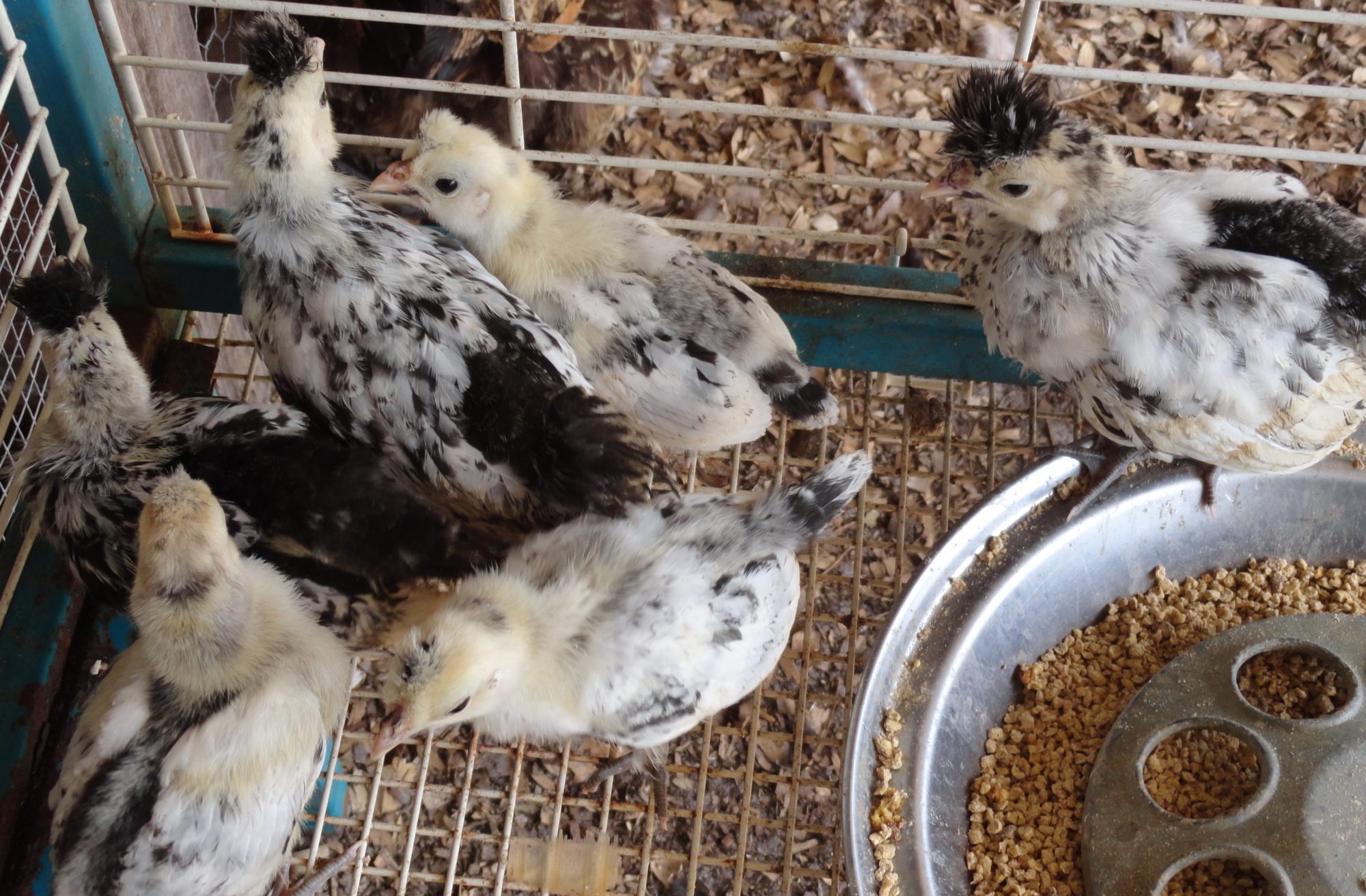 AS chicks 4 and 2 weeks old.