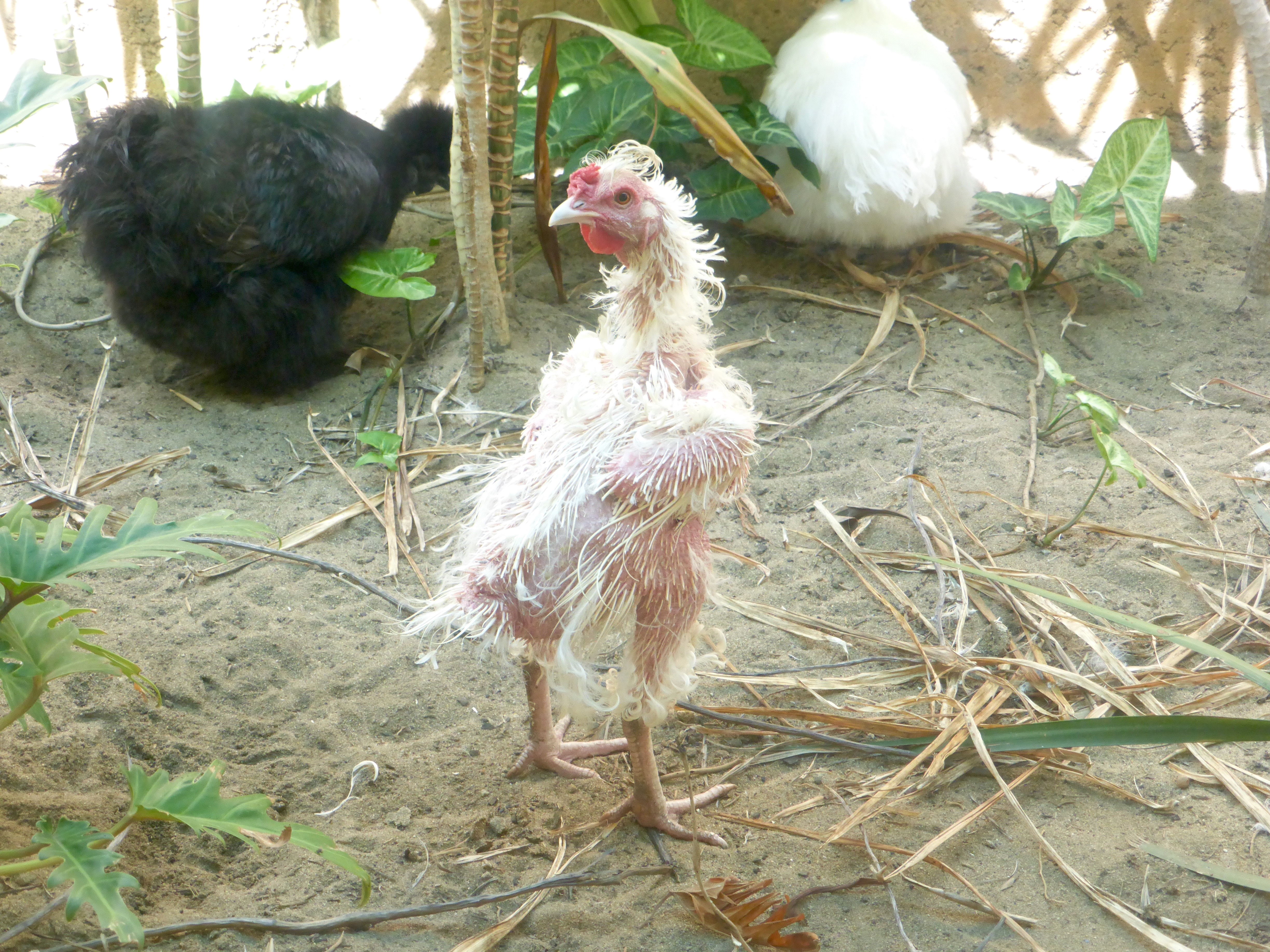 As Pearl is a Frizzle, she loses her feathers in the Summer; I was really worried and it took a lot of research to know that this is actually normal.