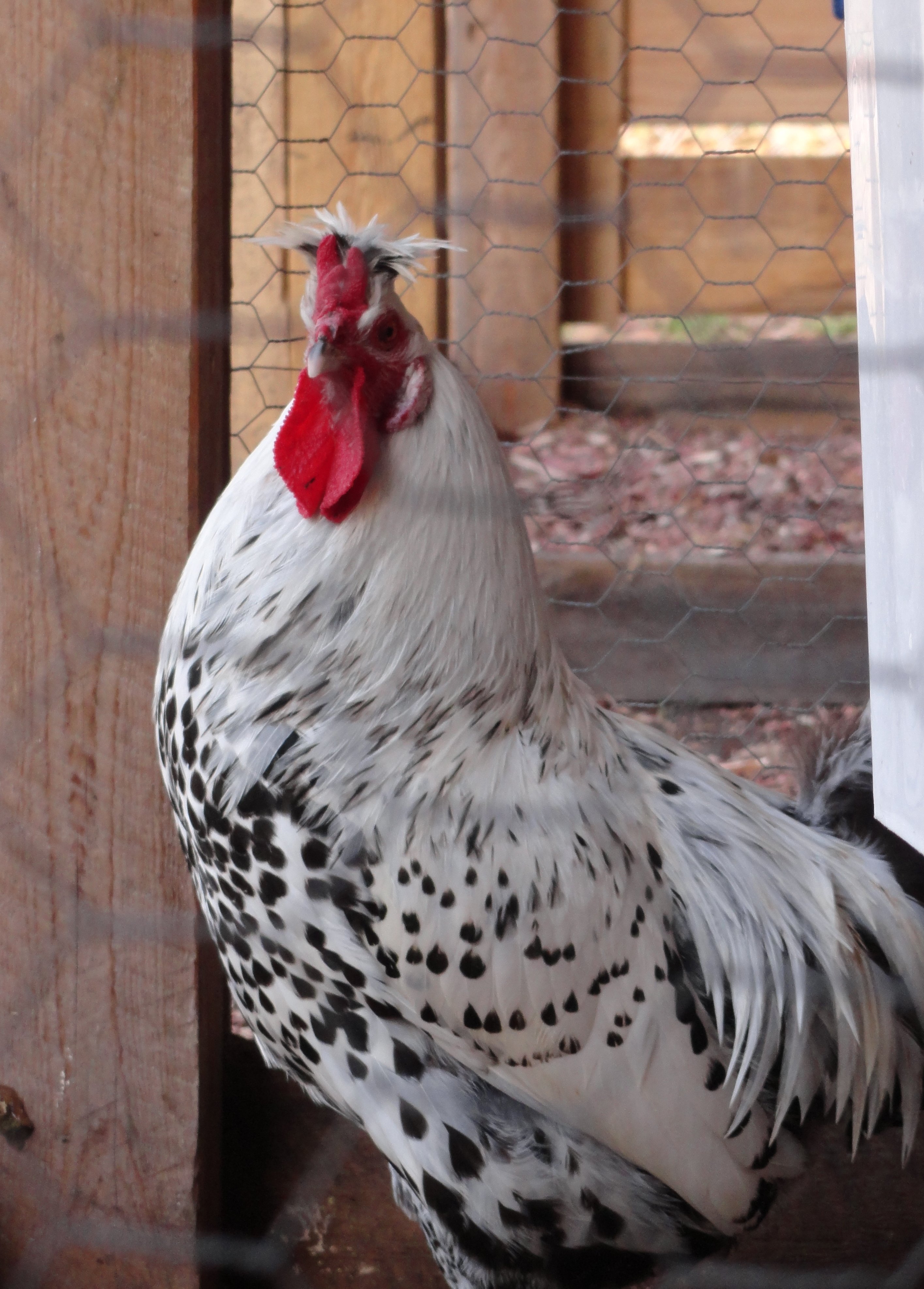 AS roo, spring 2011