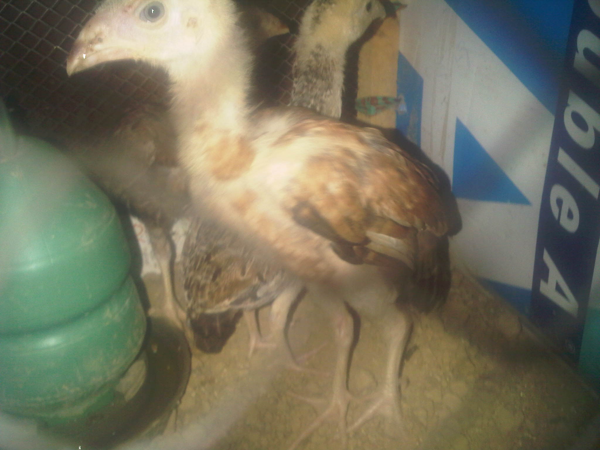 Aseel female chicks