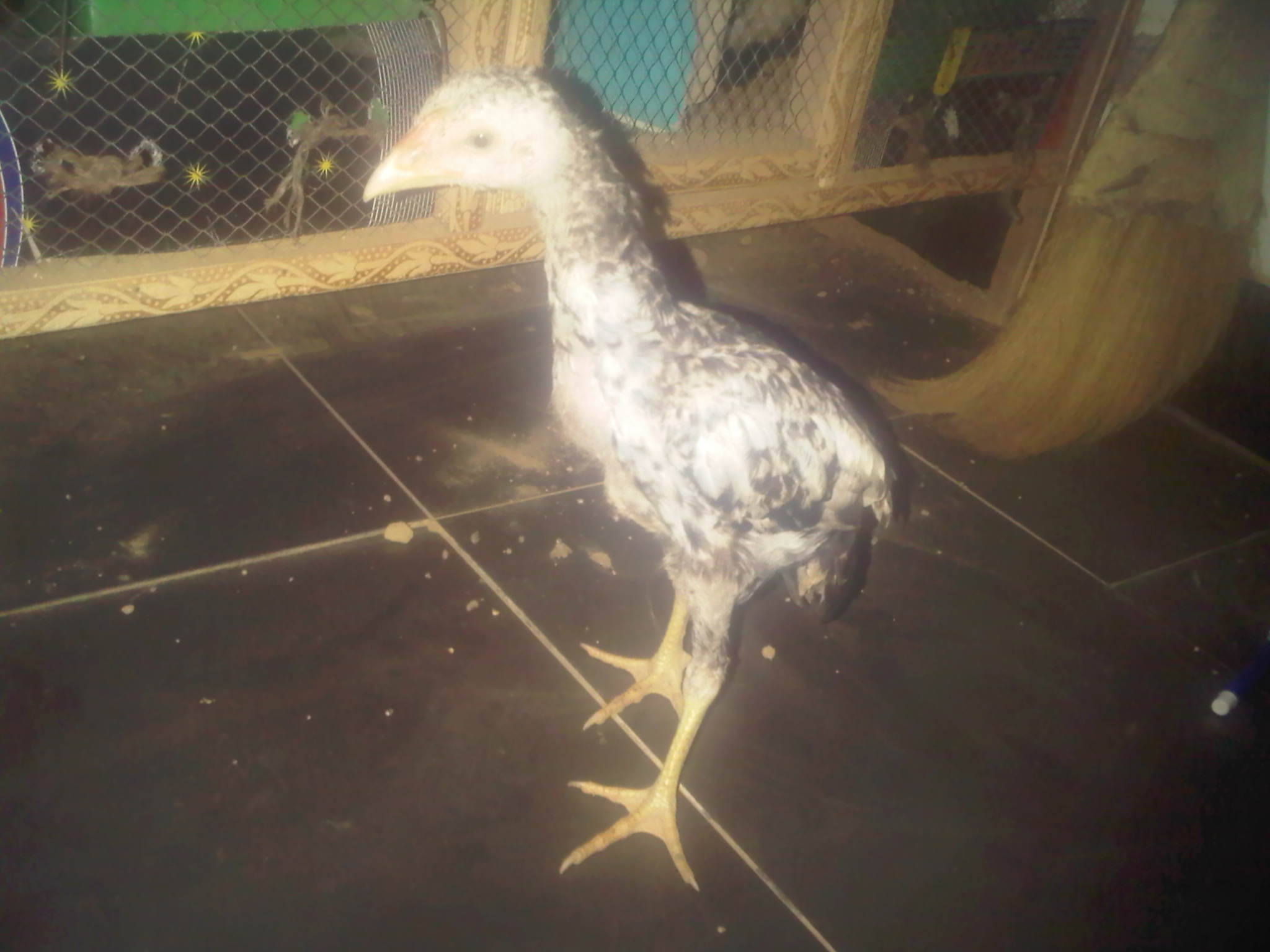 Aseel male chick 10 inch tall of a 3 month