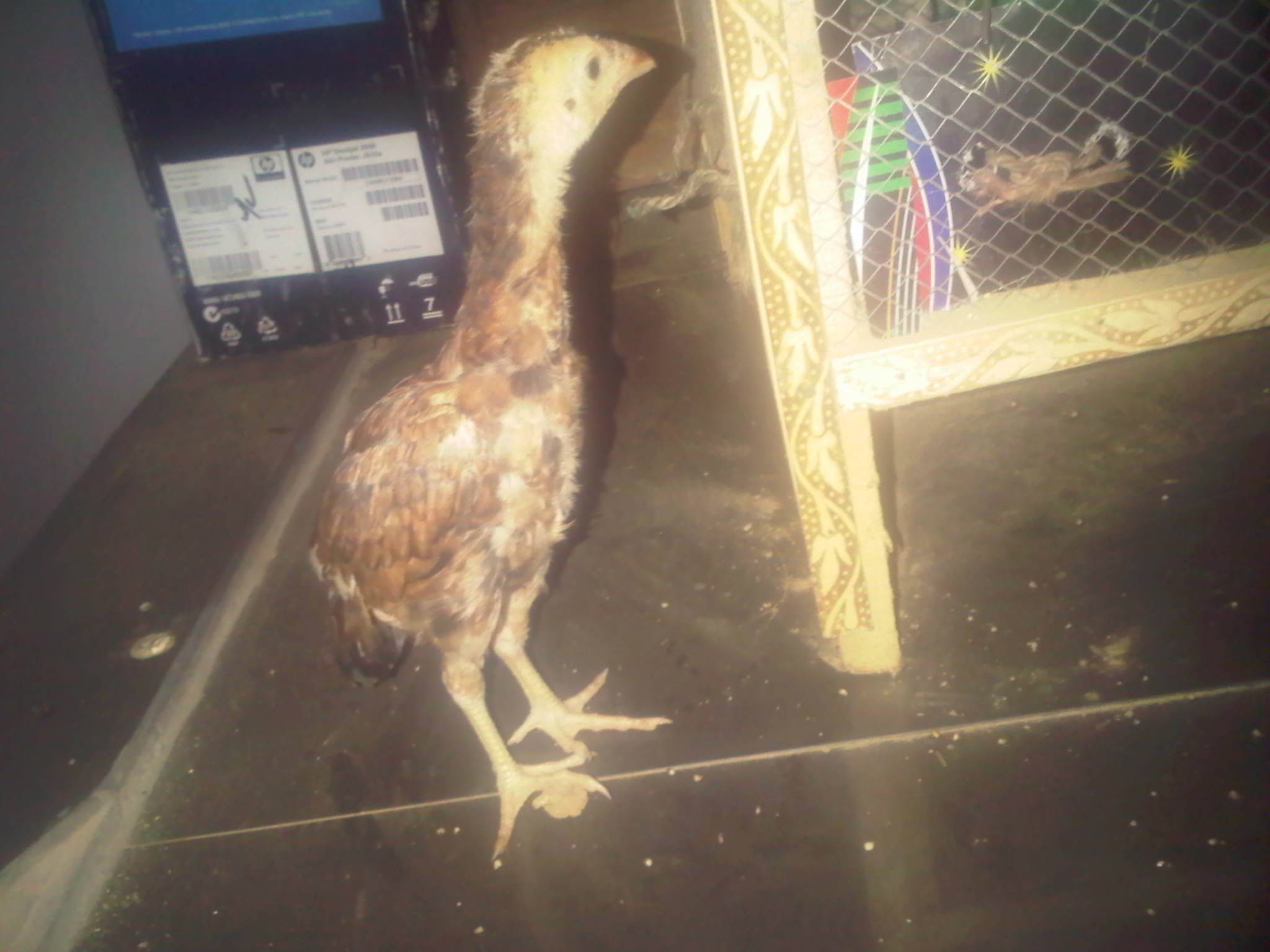 Aseel Male chick