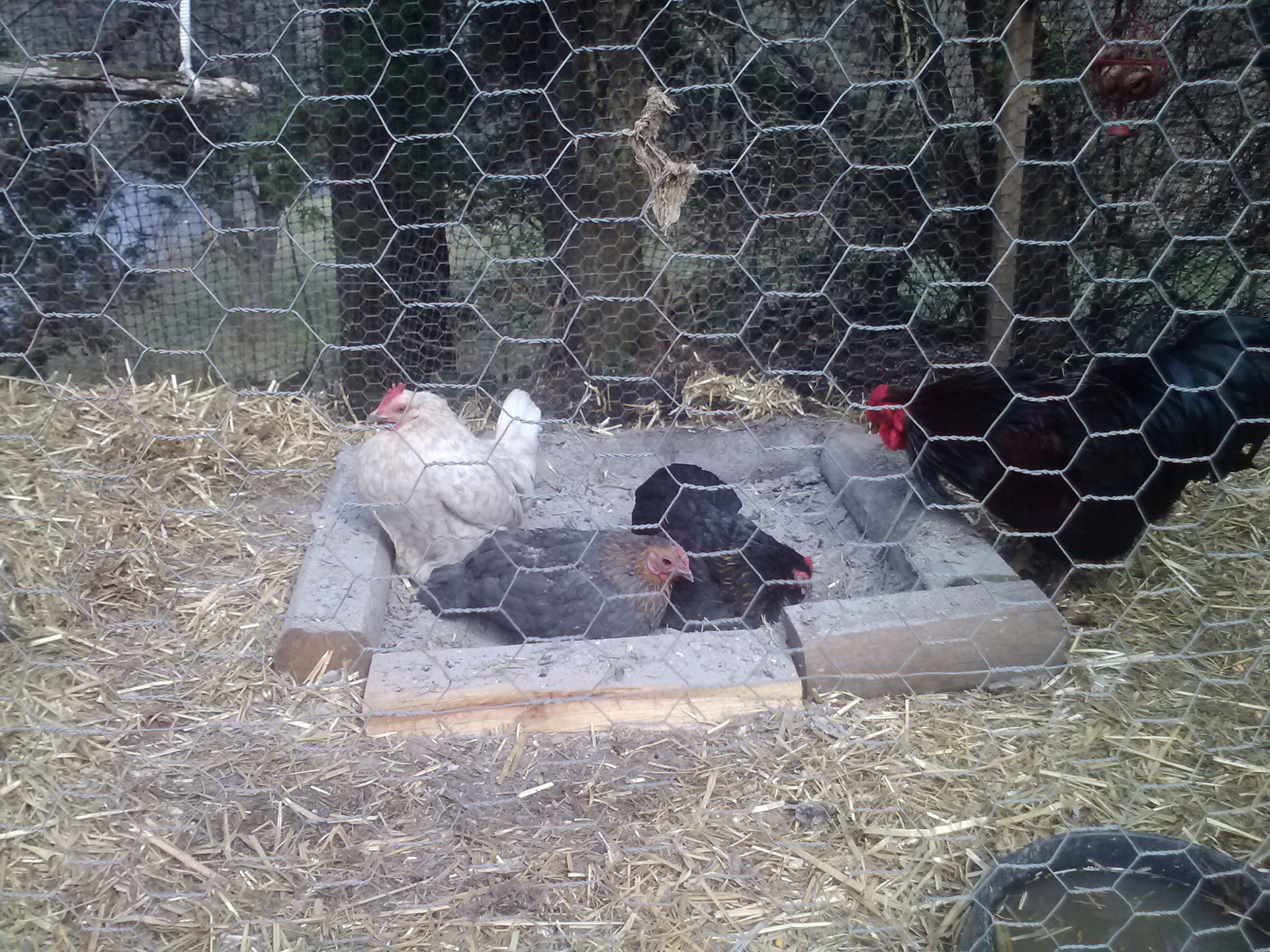 ash dust bath BackYard Chickens Learn How to Raise Chickens