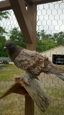 Ash Red young bird for sale unsexed $25.00
The curl has not come in on the young birds yet, but parents are very nice and these will be too after the molt