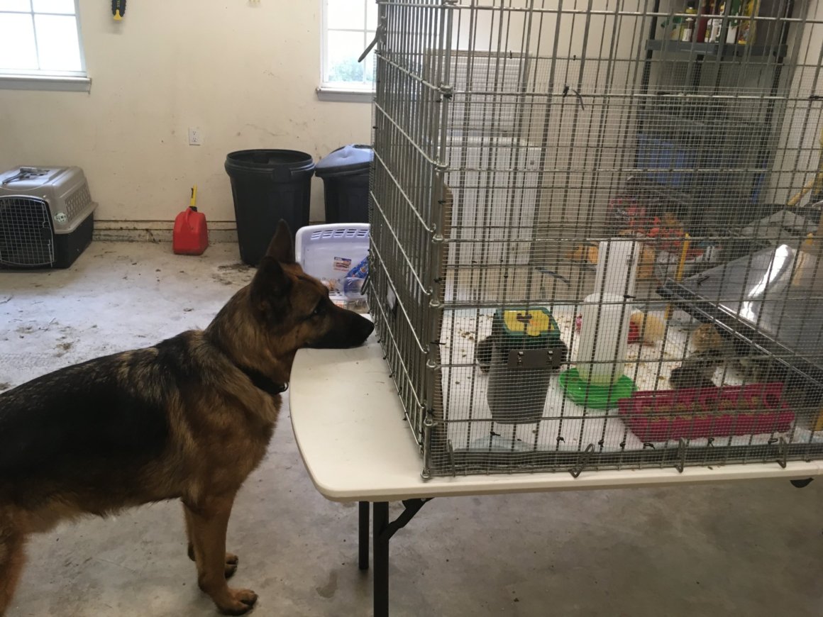 Asher is curious
