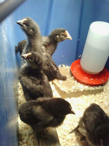 Asian Blue chicks @ 3 weeks old. Hanging out on the starter roost and interested in flying up out of the brooder. They sing little songs like birds when falling asleep at night, it's the cutest thing!