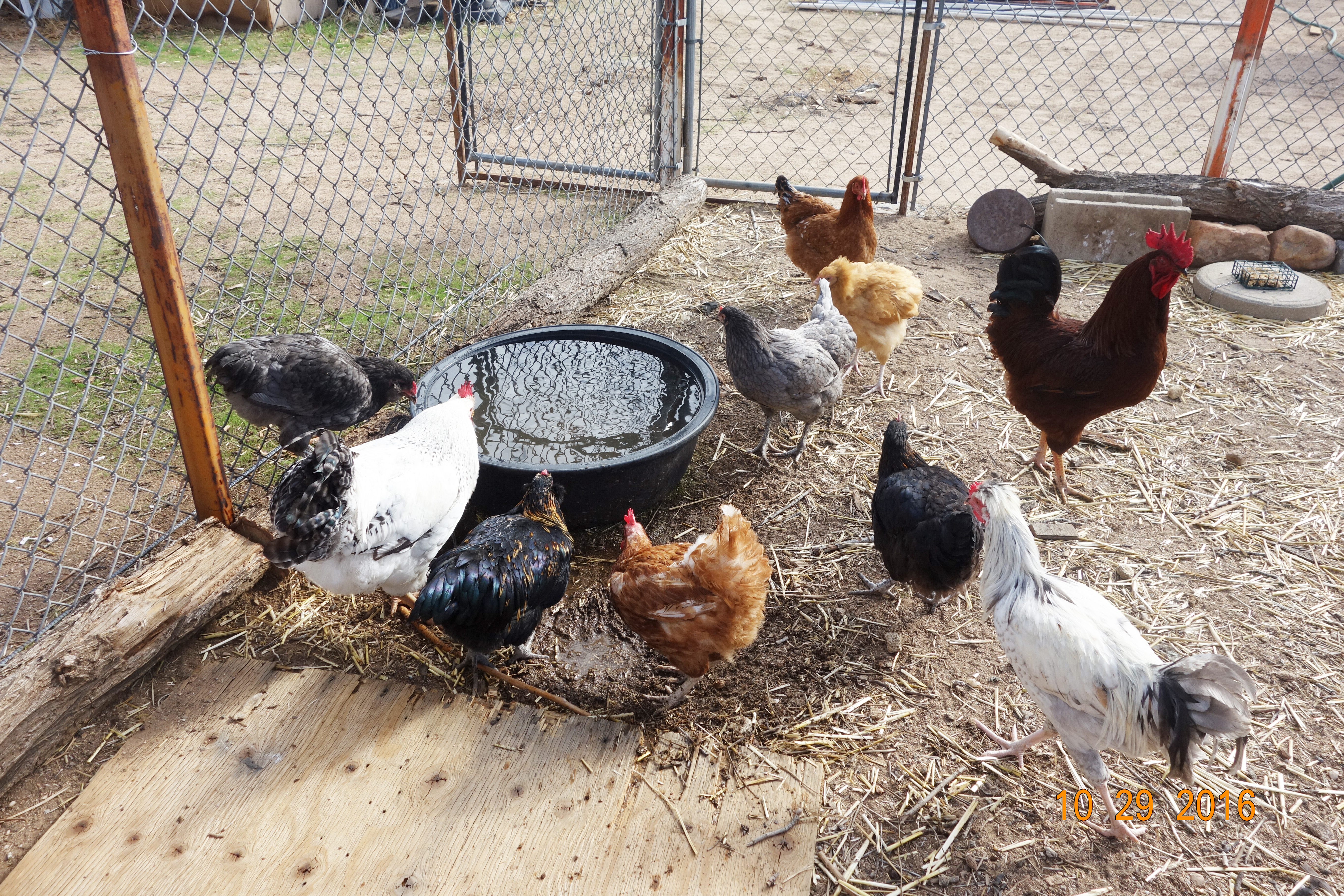 Aside from a hanging waterer inside the coop, is a heavy duty 15 gallon rubber tub that we keep filled with fresh water for the flock. They do love to drink from it. I learned this from one backyard chicken raiser who posted this idea.