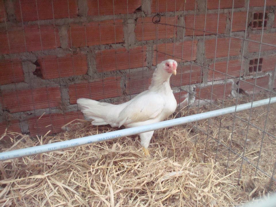 Asil hen, Dam of one of my whites