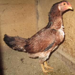 Asil hen from Peru