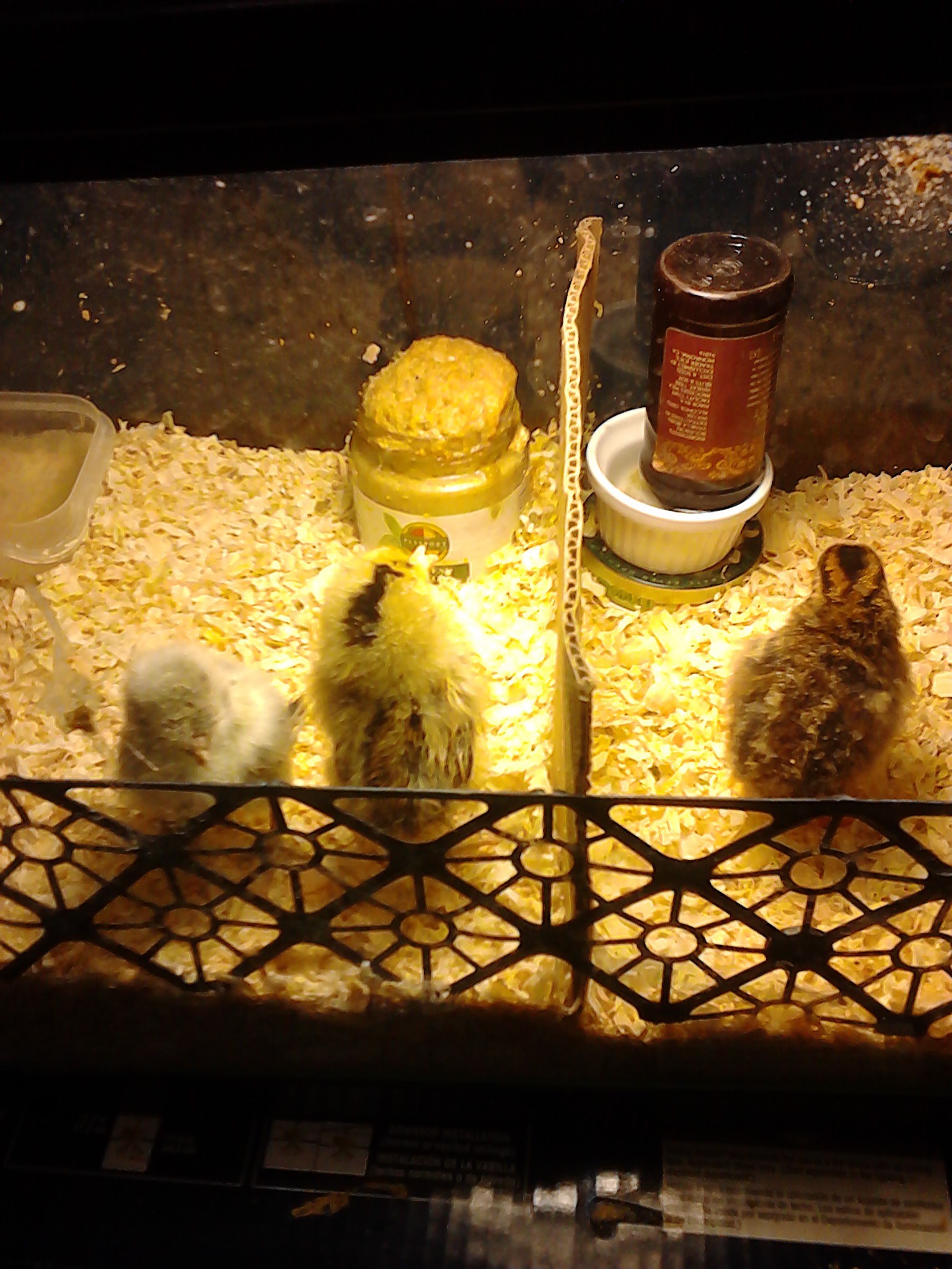 Asimi Asteri (far left), Dancer (middle), and Brighteyes (guinea keet, right).