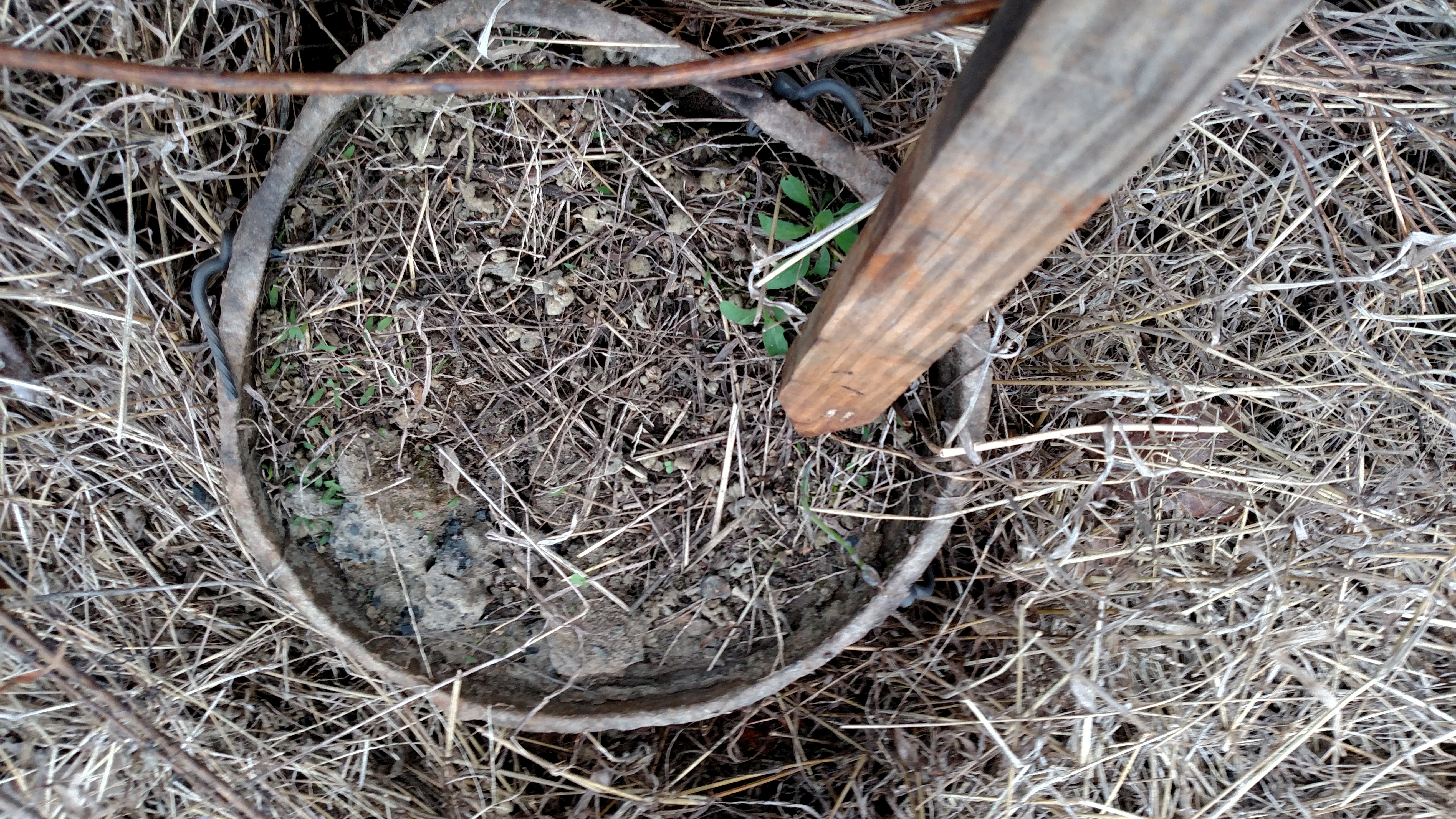 Asparagus at end of stick.  Have 2 still in pots from mom (miracle they made it this long).  Going to get those planted today along with others I planted last year.