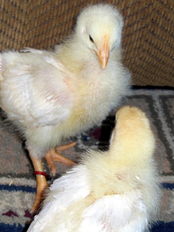 Asserting herself as the top bird.