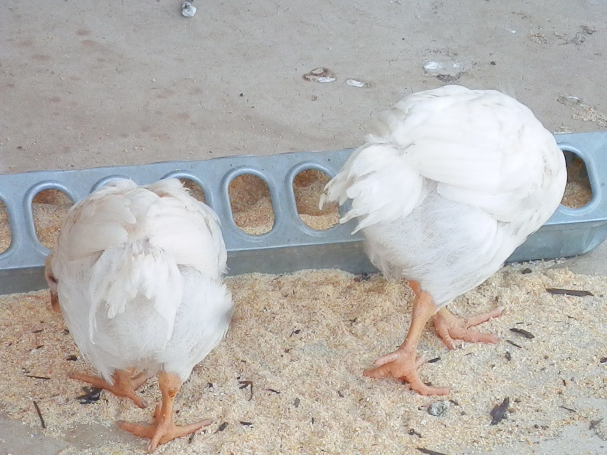 Assorted Heavy Breed Pullets?