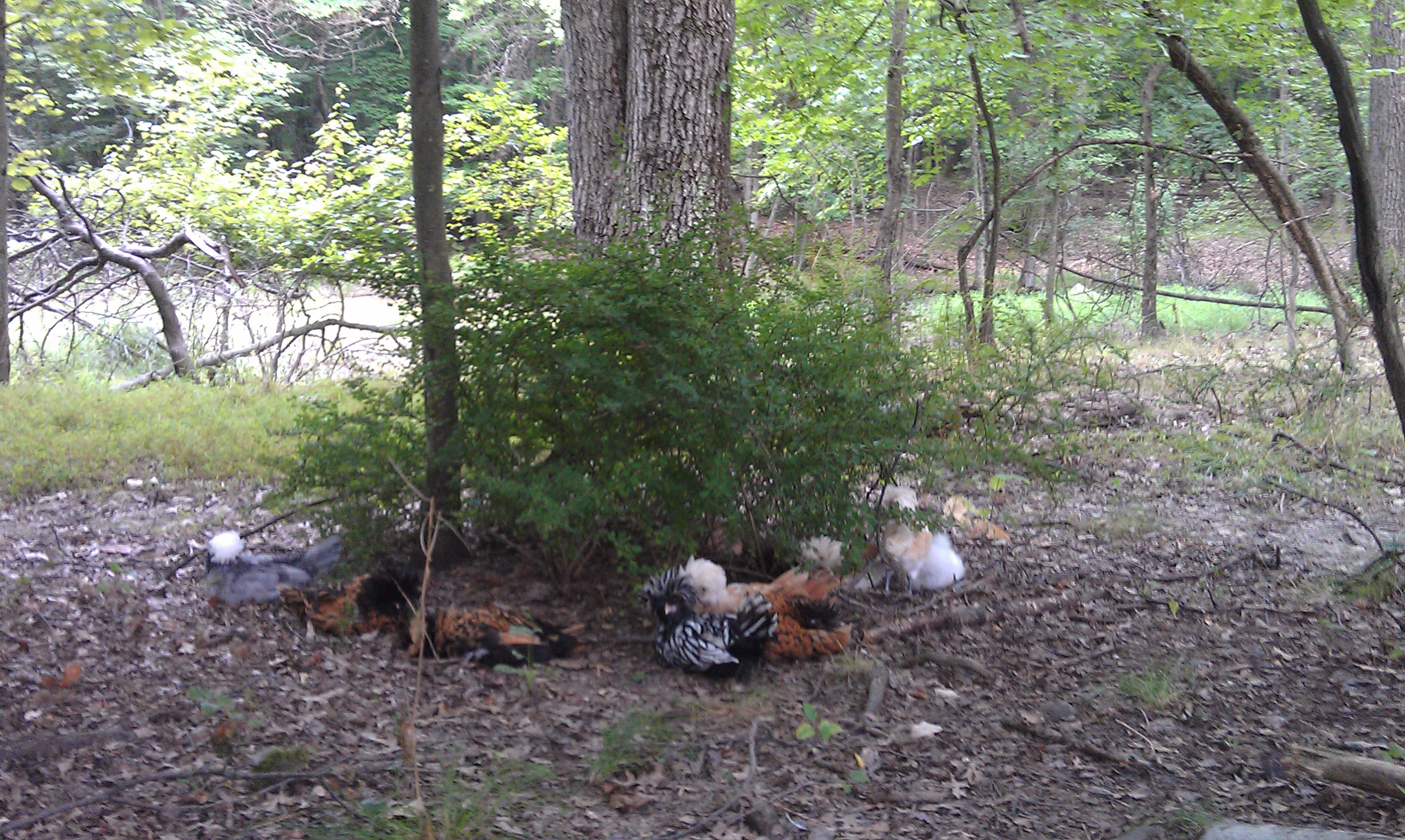 Assorted polish chicks