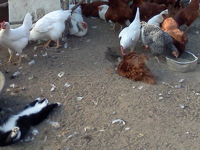 Assorted pullets