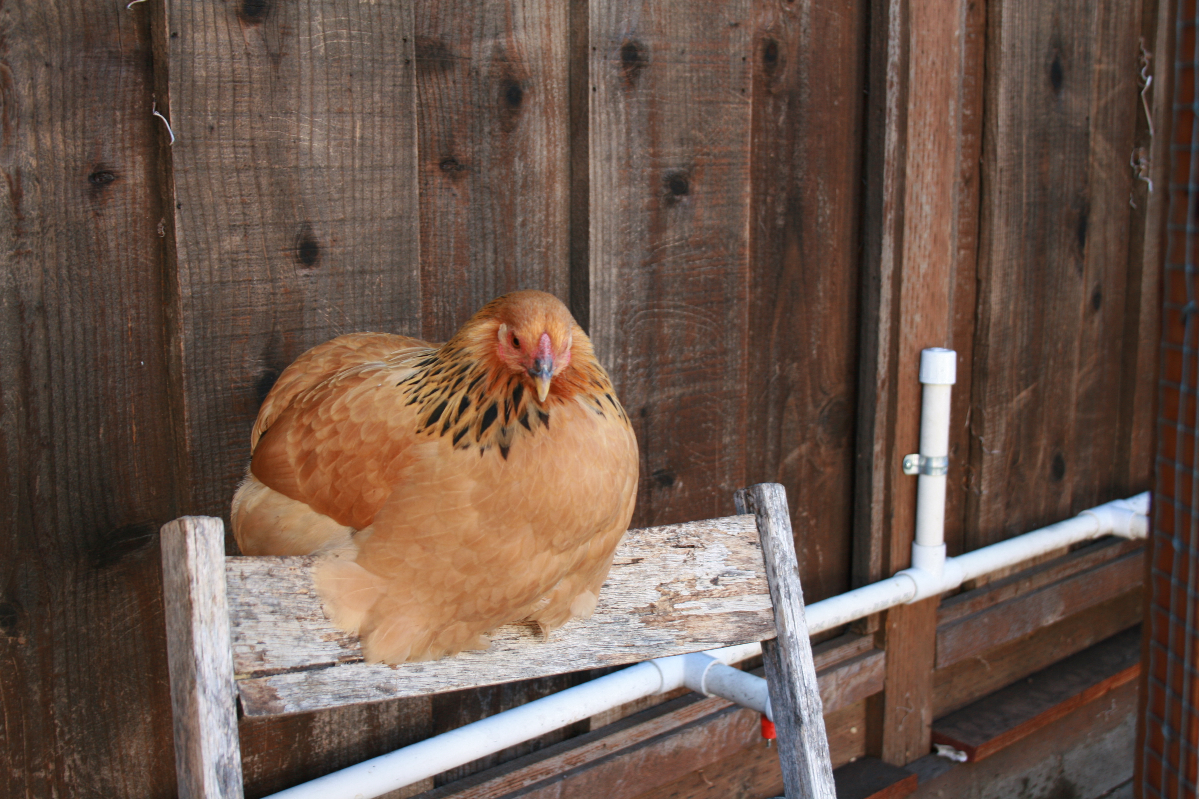Assume a spherical chicken... 
Rosie, almost 20 weeks.