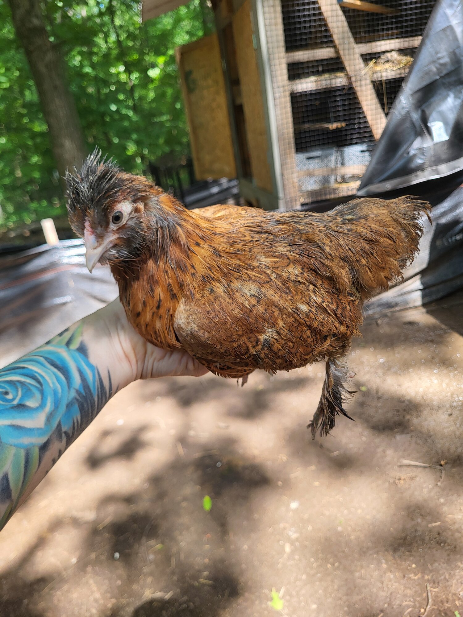 Assumed Pullet I took