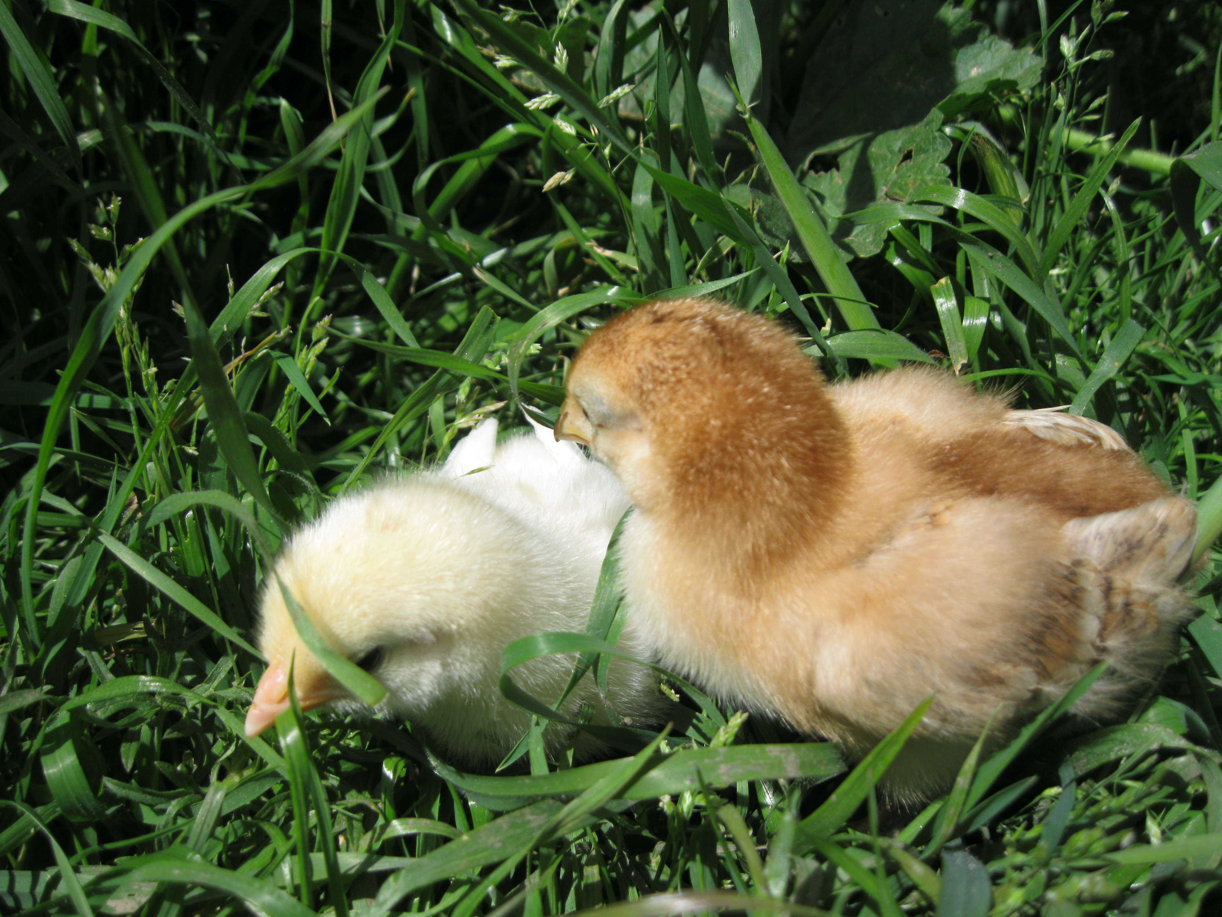 at 1 week old exploring in the nice warm sun.