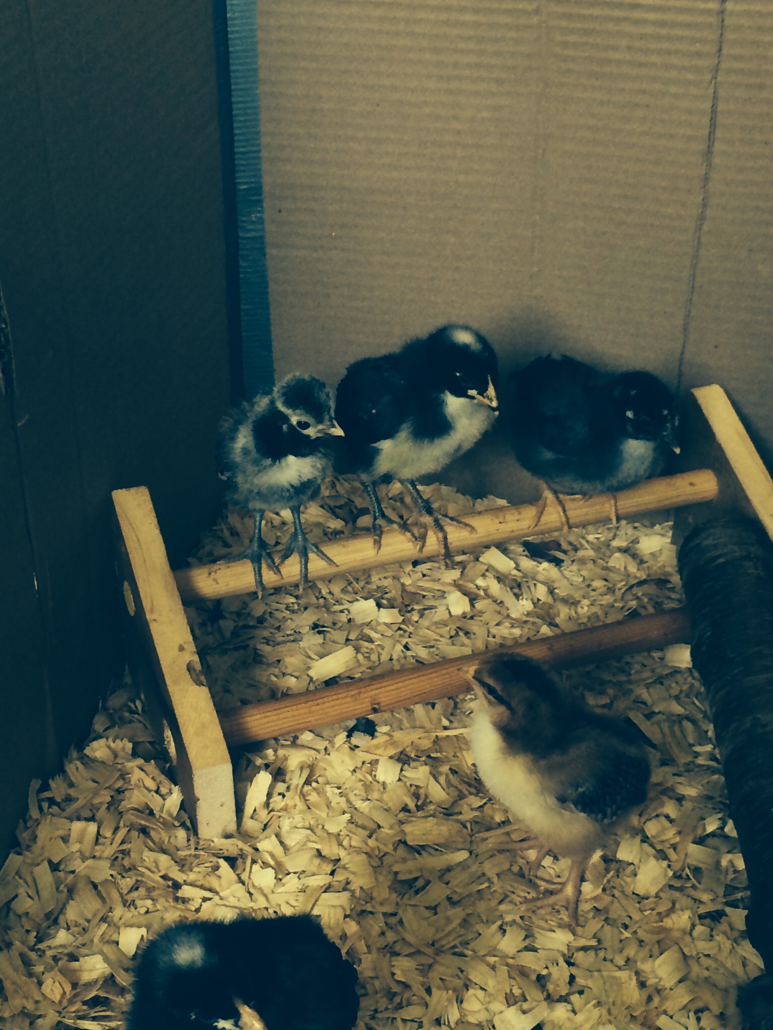 At 1 week old my husband built them their first roosting bars. I think they are a big hit!