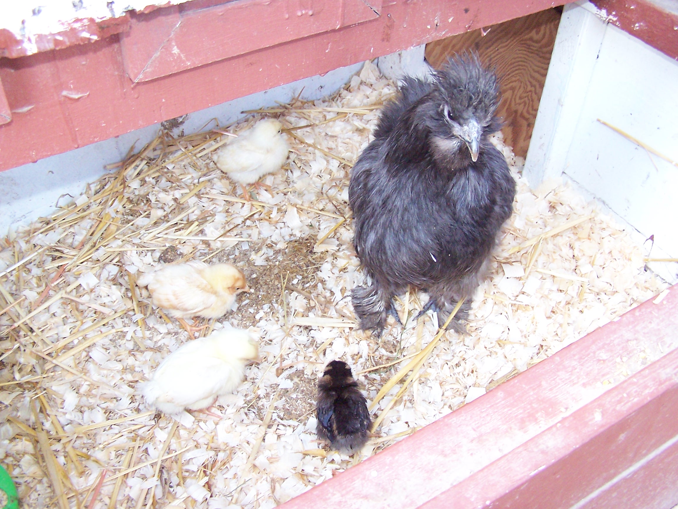 At 2 weeks...all is well with 3 hatchlings and 1 foster (golden wyandotte...the dark chick)
