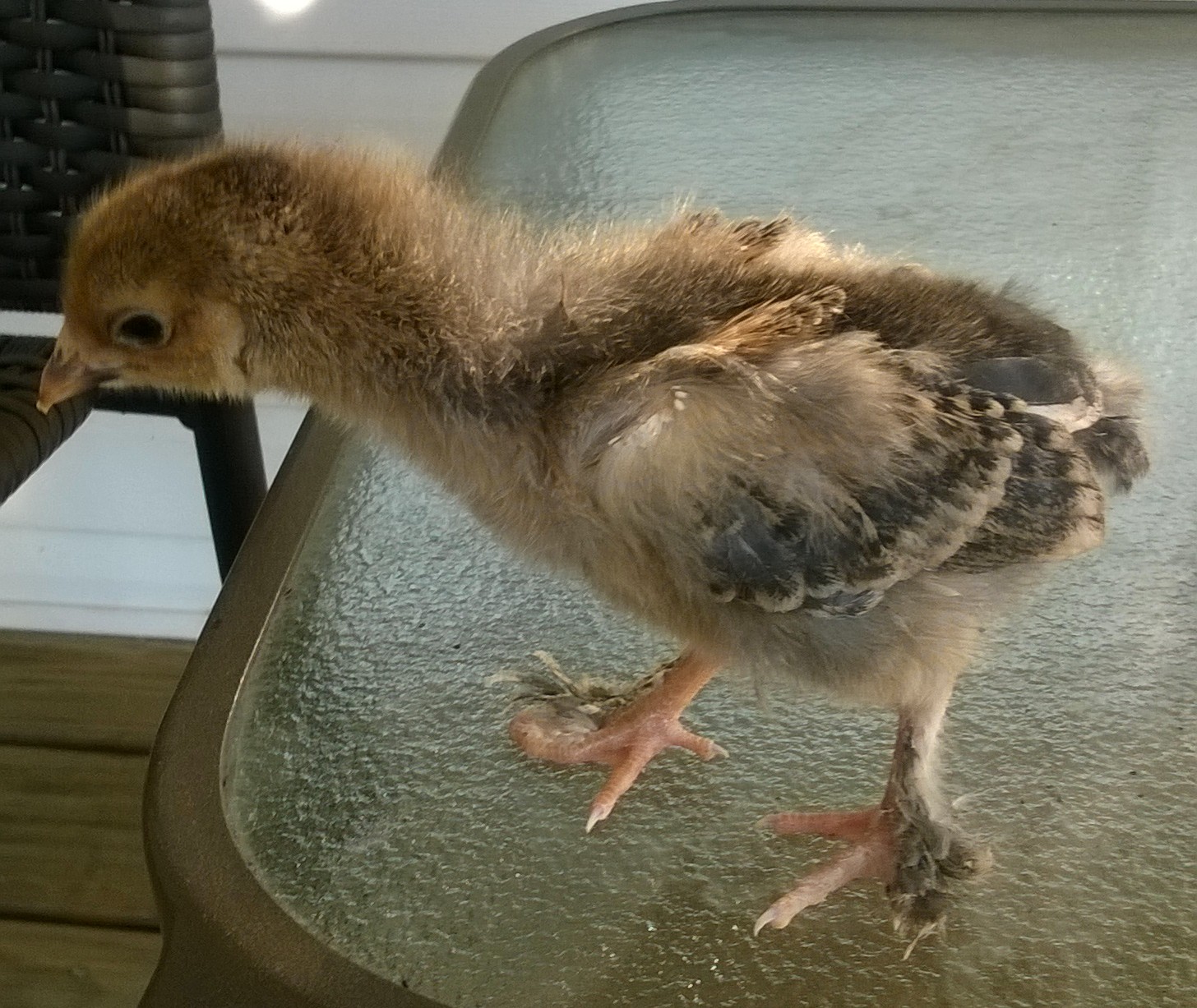 At 2 weeks. This one had a web foot. Going to use it just for eggs.