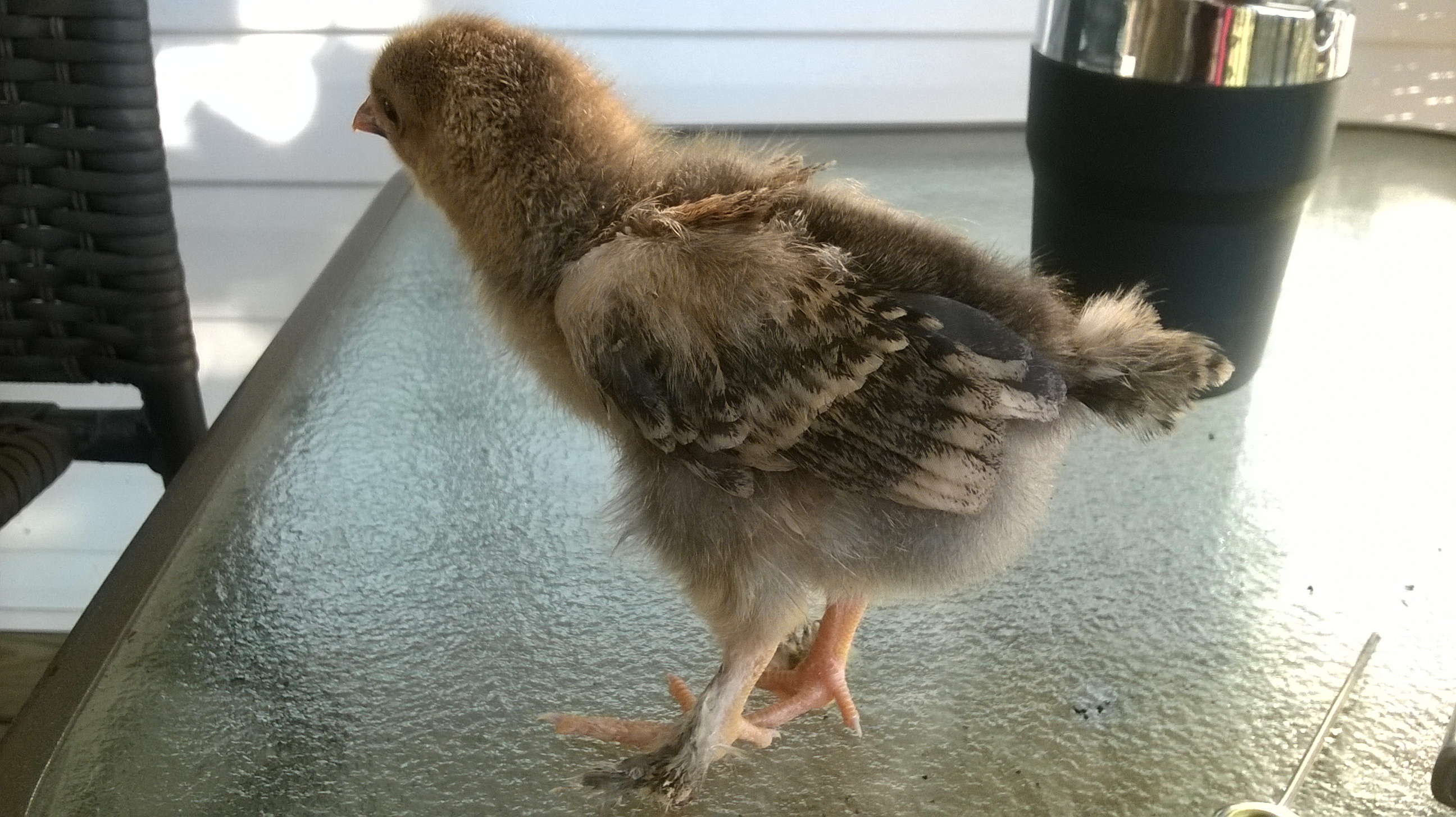 At 2 weeks.