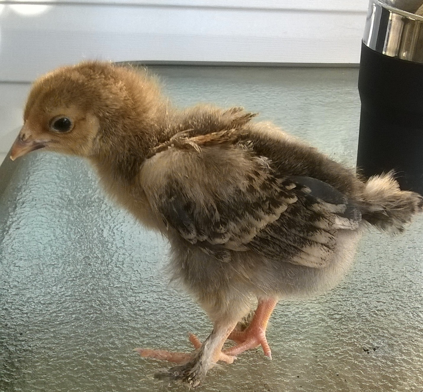 At 2 weeks.
